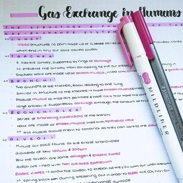 Biology notes on Gas Exchange in Humans🌬
Hey👋
How is everyone? I&rsquo;ve just finished my second week of online school and even though it&rsquo;s still weird, I&rsquo;m slowly getting used to it😊 This time is full of uncertainty but through this 