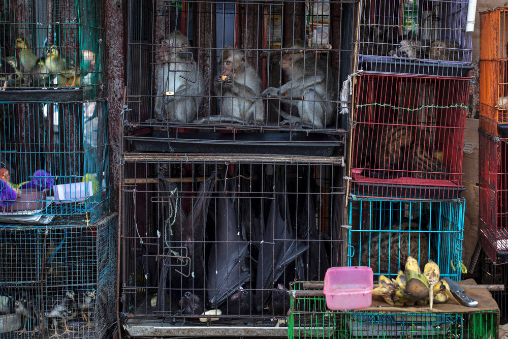 A market in Jatinegara selling live chicks, ducks, macaques, civets and pythons.