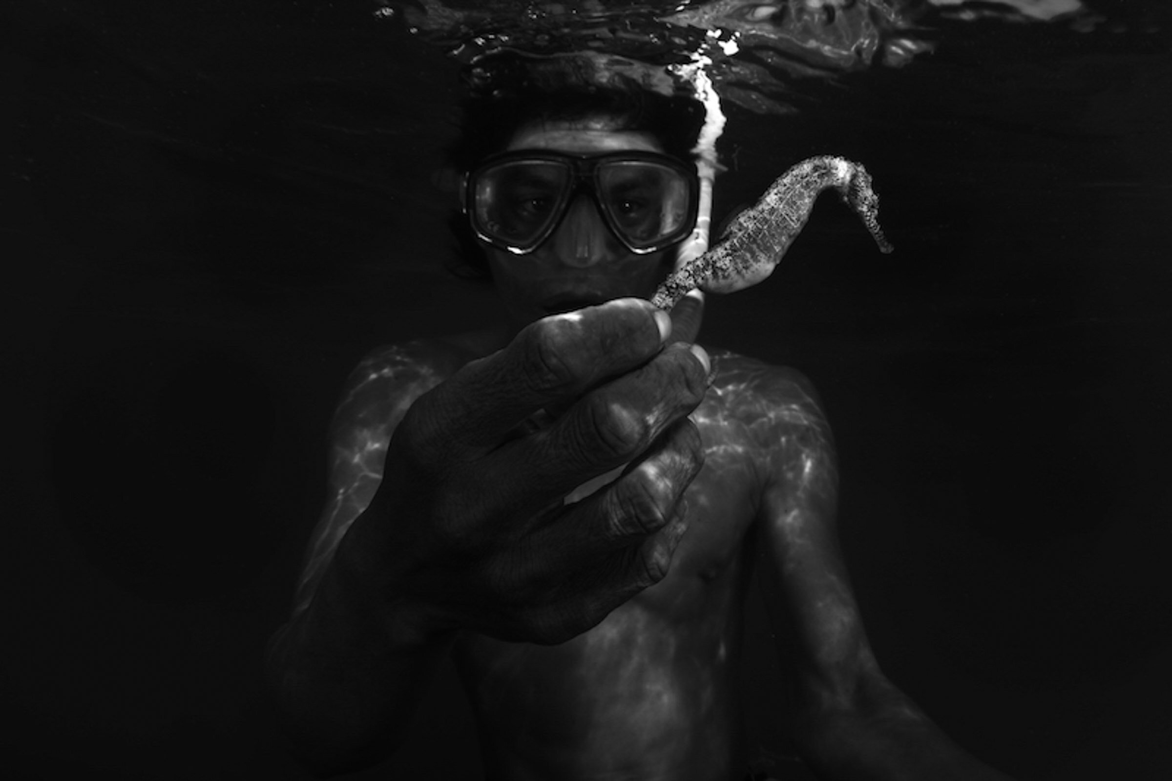 The Bajau tribe target seahorses which will be ground up and sold in tea, as they are believed to have medicinal qualities. As a result of the trade, around 50 million seahorses are killed every year, pushing many species to the brink of extinction.