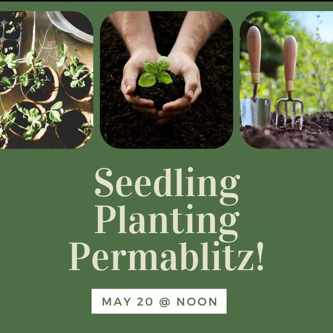 We're doing a seedling planting permablitz next Saturday, May 20! Come on out to the garden at 12 noon and help us plant native plants and seedlings!

.
.
.
.
.
.

#permablitz #permaculture #torontogardeners #torontogardening #torontogarden #communit