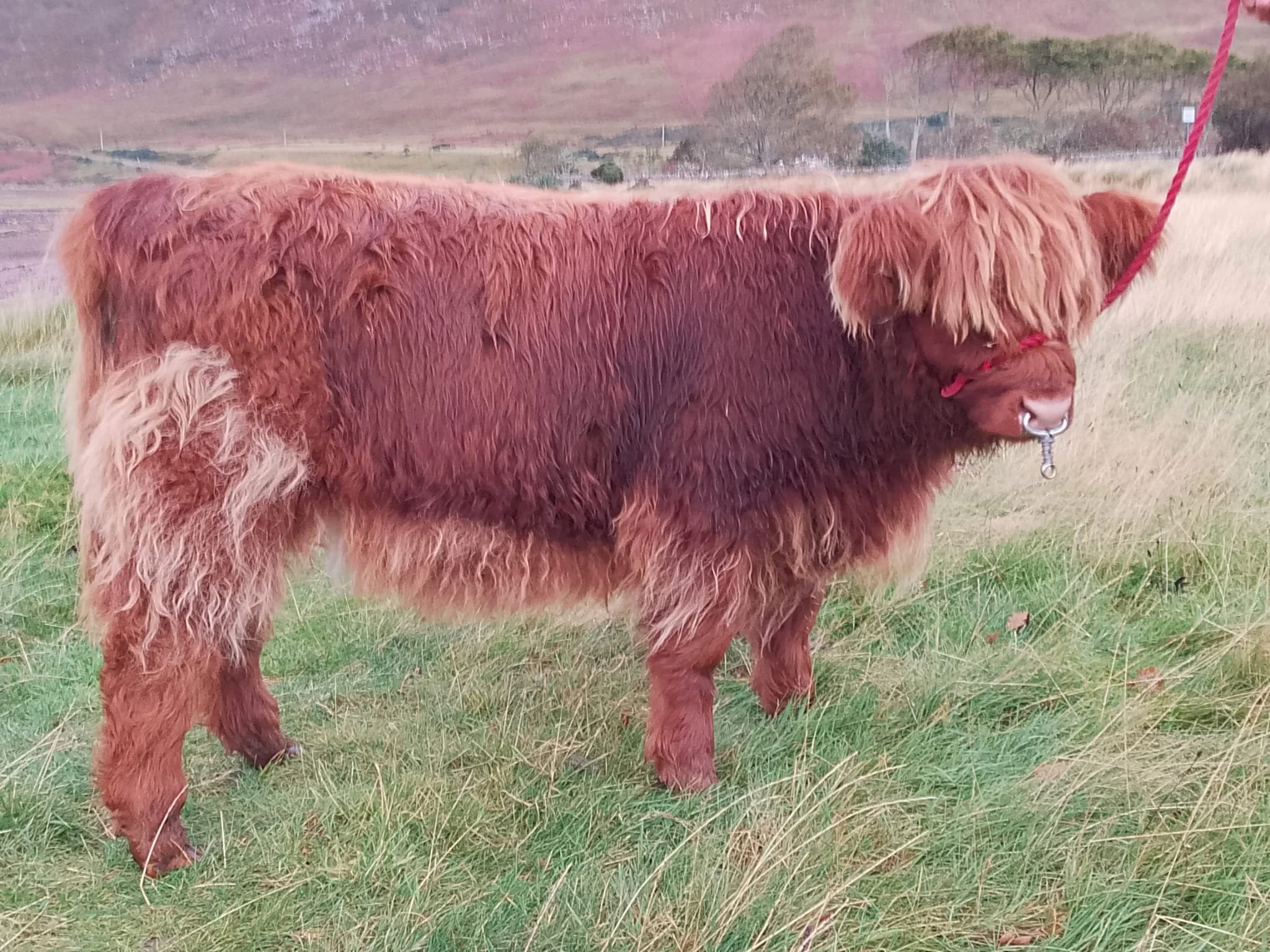 Ila Dhearg 3rd of Applecross