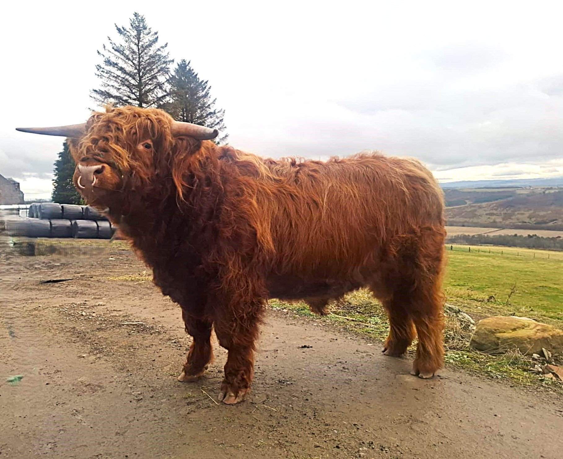 Lot 4 - Dan. D. Lion of Allanfear b.jpg