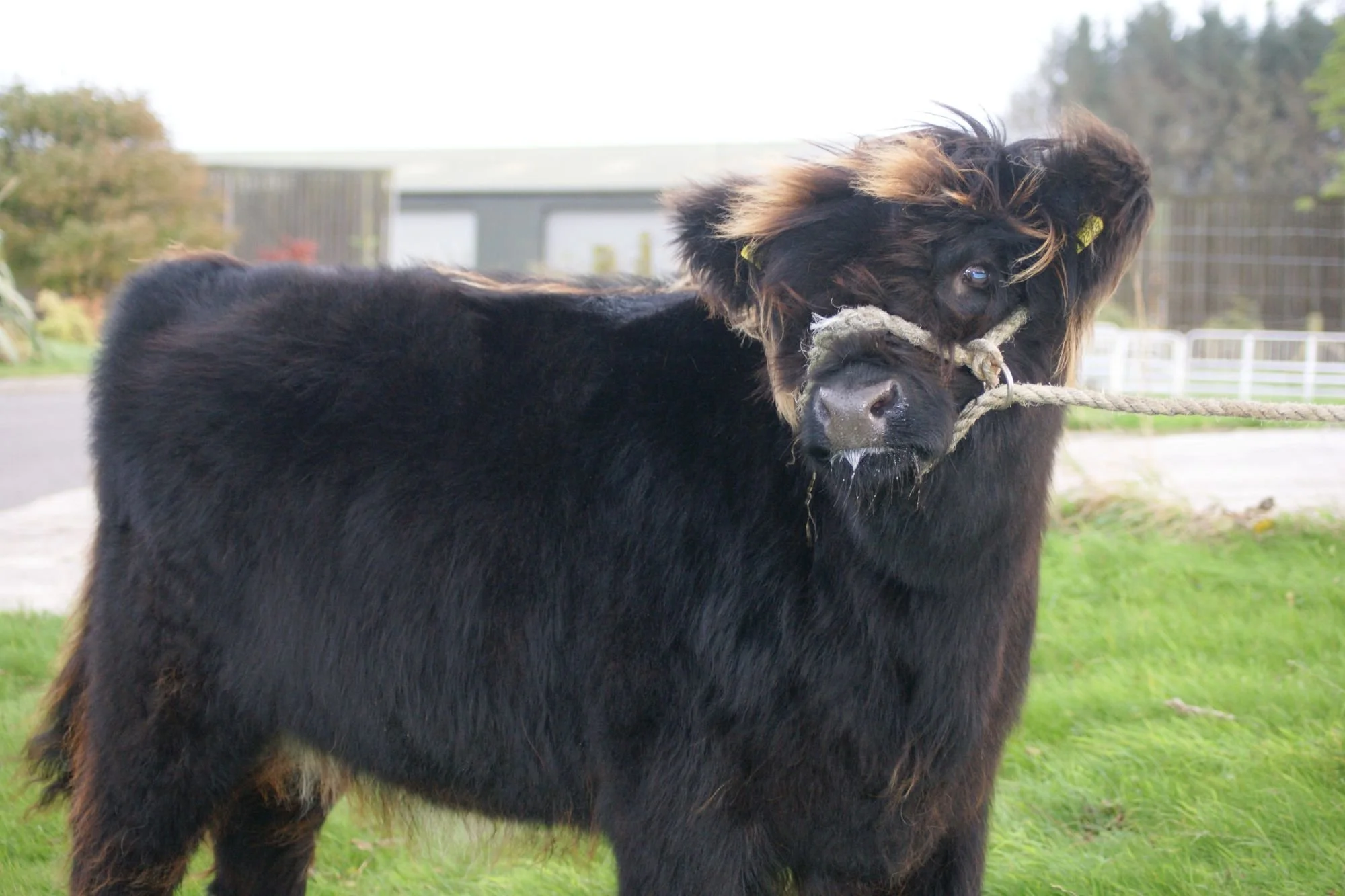 Lorna 2nd of Tippetcraig