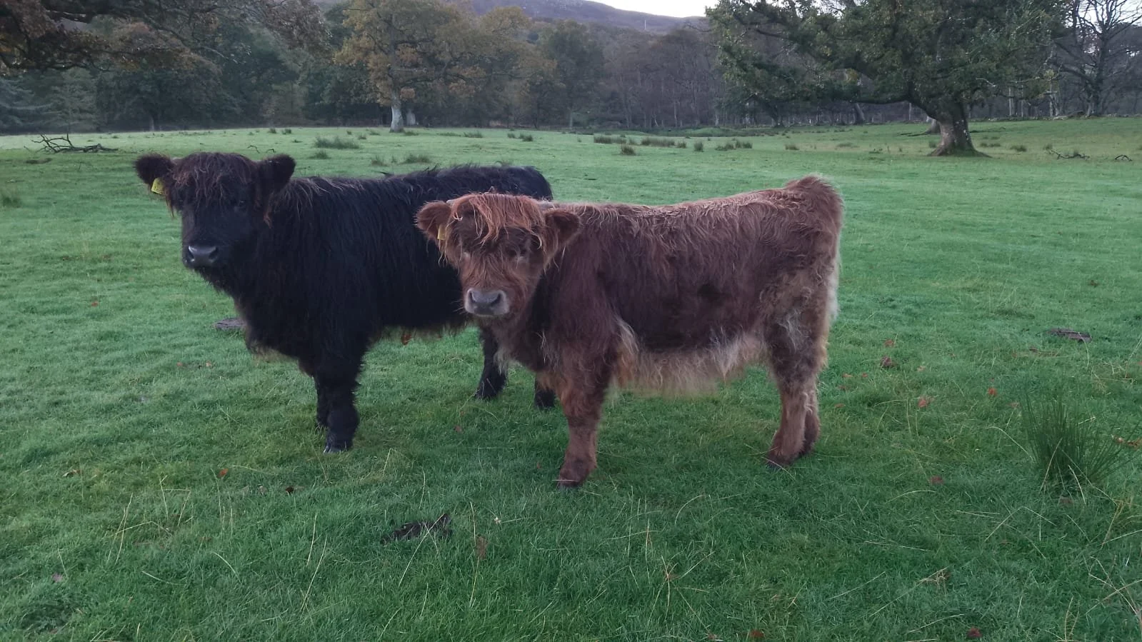 Lot 95 - Irena Ghlas of Applecross