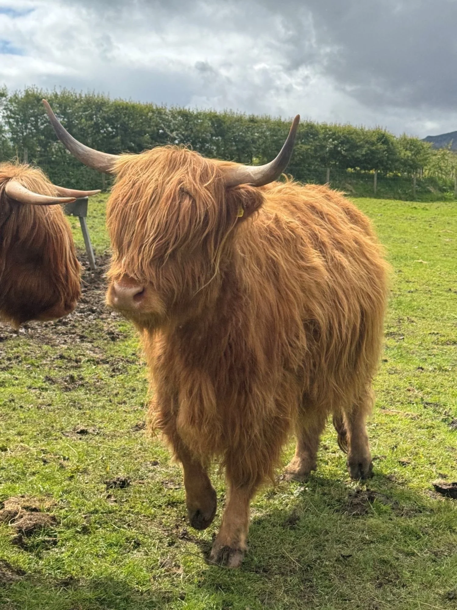 burns-fold-cattle-for-sale-3.jpg