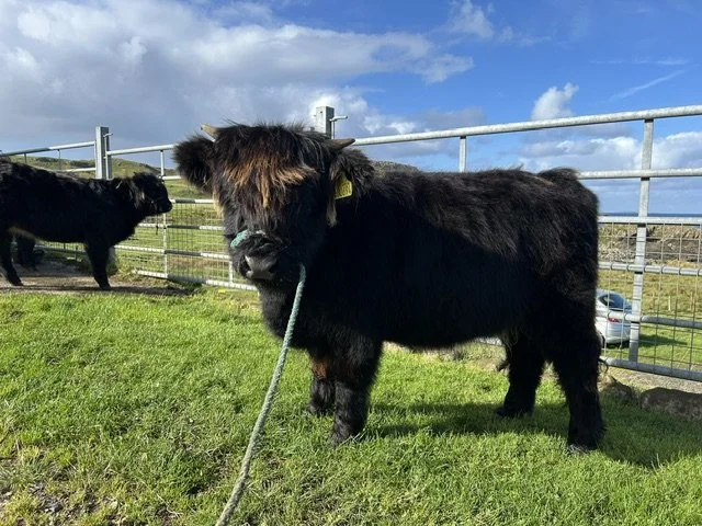 Robina Dubh 22nd of Cailaich