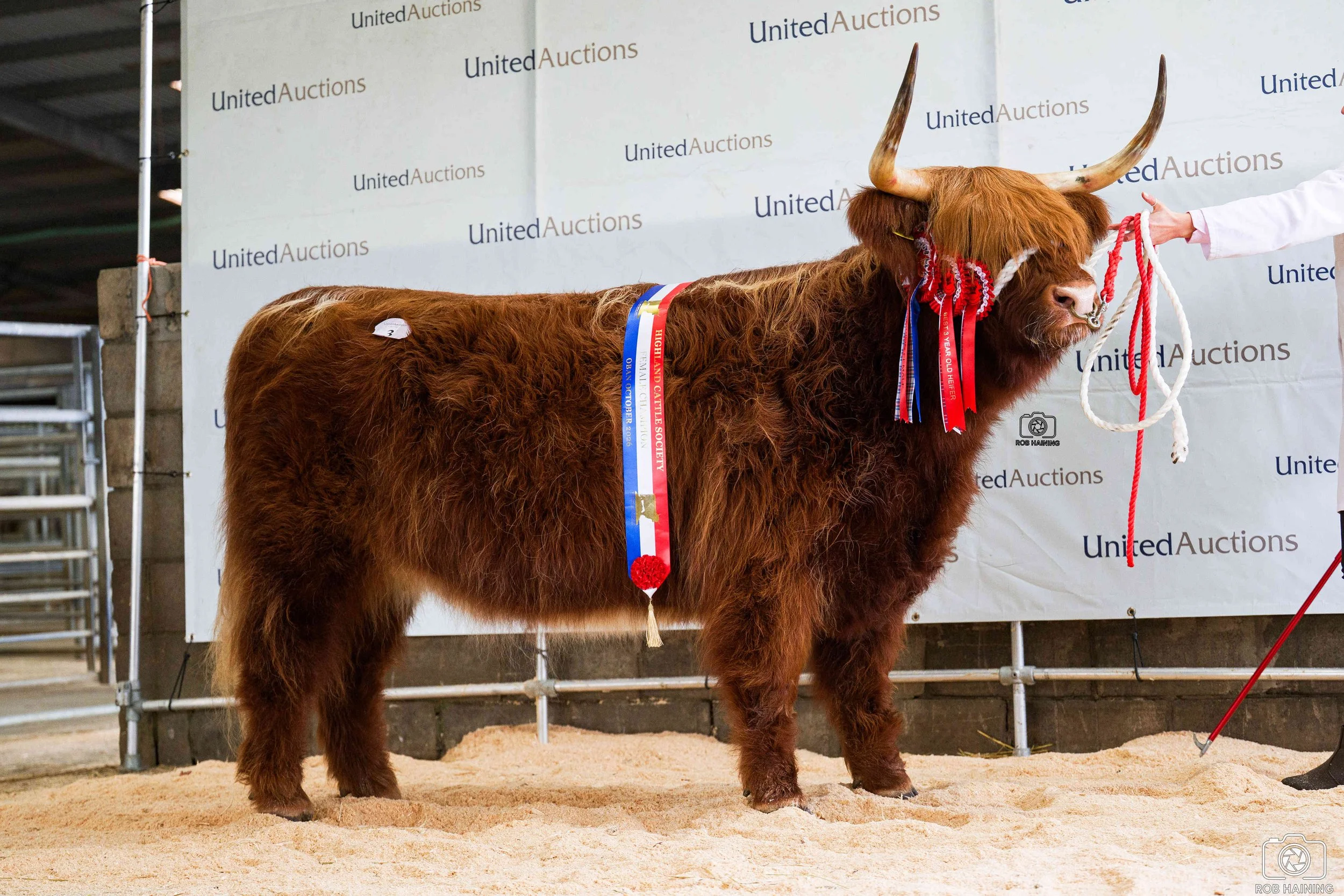 Supreme champion Kerrie-Dileas of Balrownie