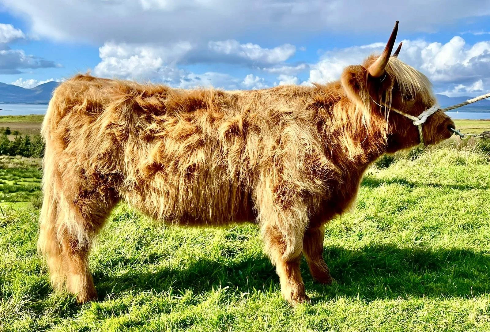 Lot 45 - Mairead of Somerled