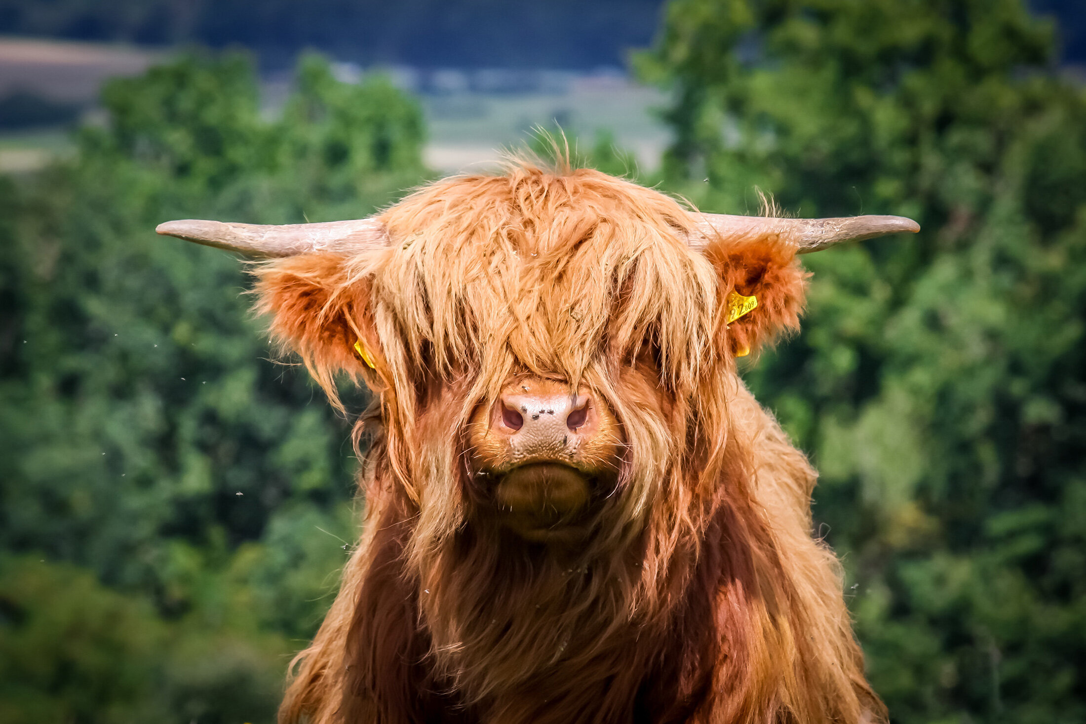 Heritage Highland Cattle Breed Has Value for Today's Producers