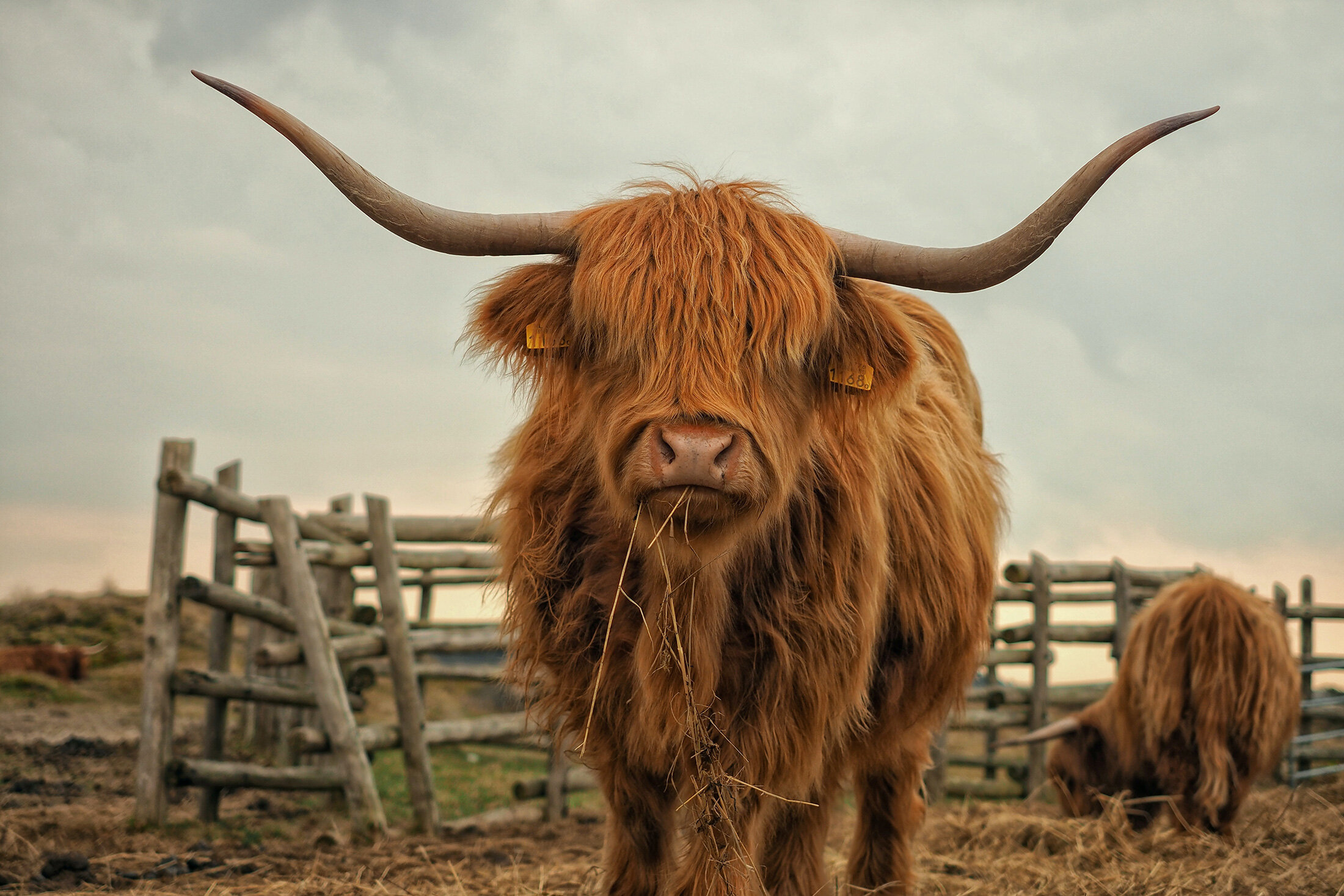 Breed Profile: Highland Cows