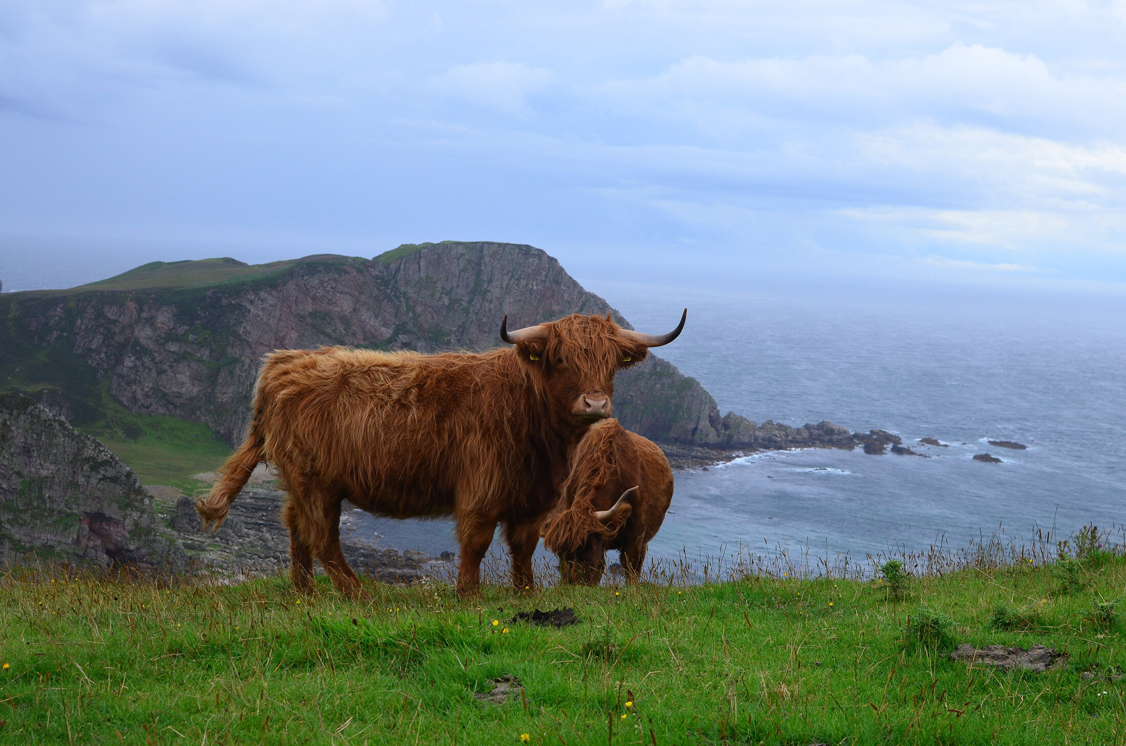 Breed Profile: Highland Cows