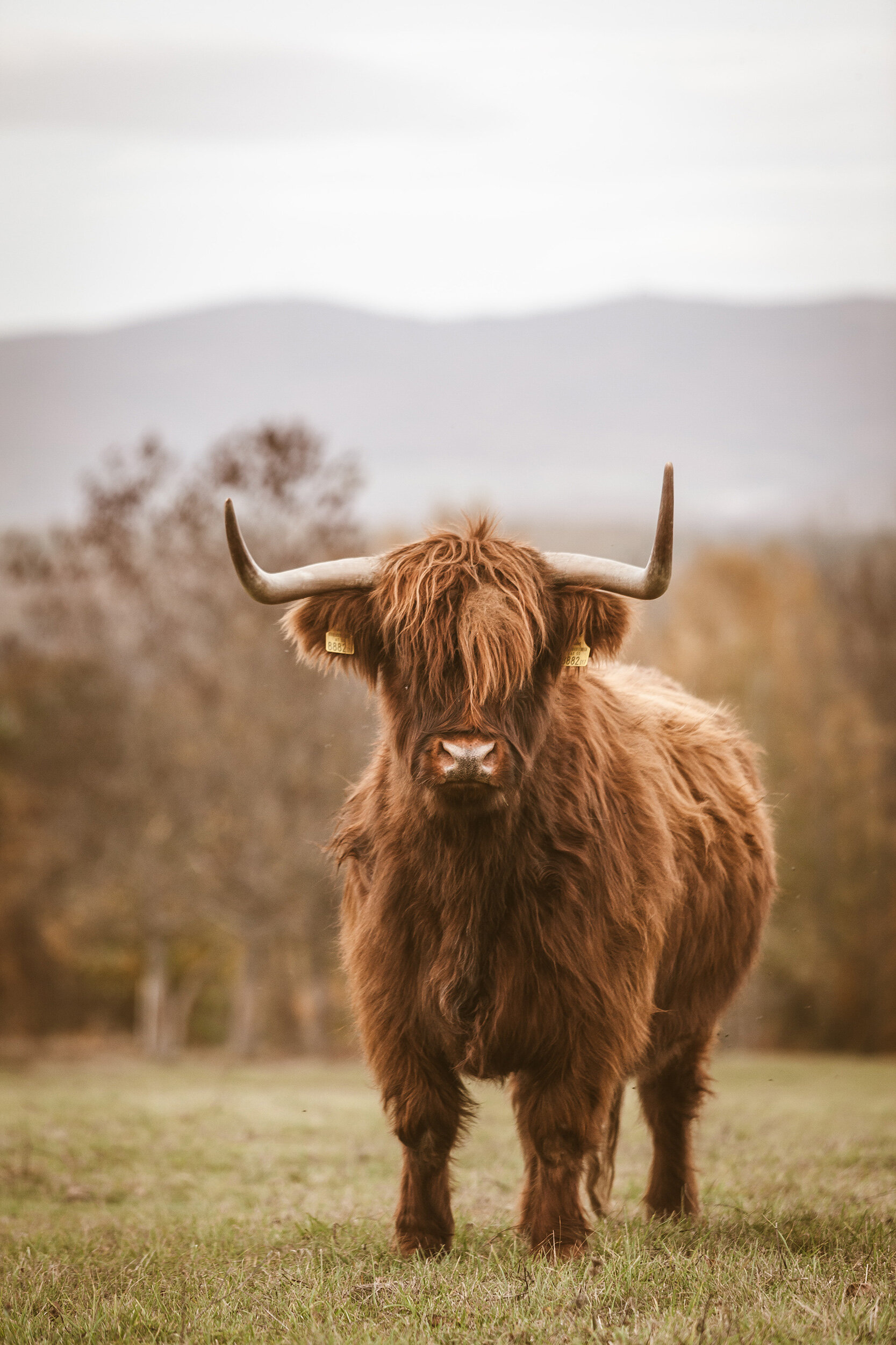 Breed Profile: Highland Cows