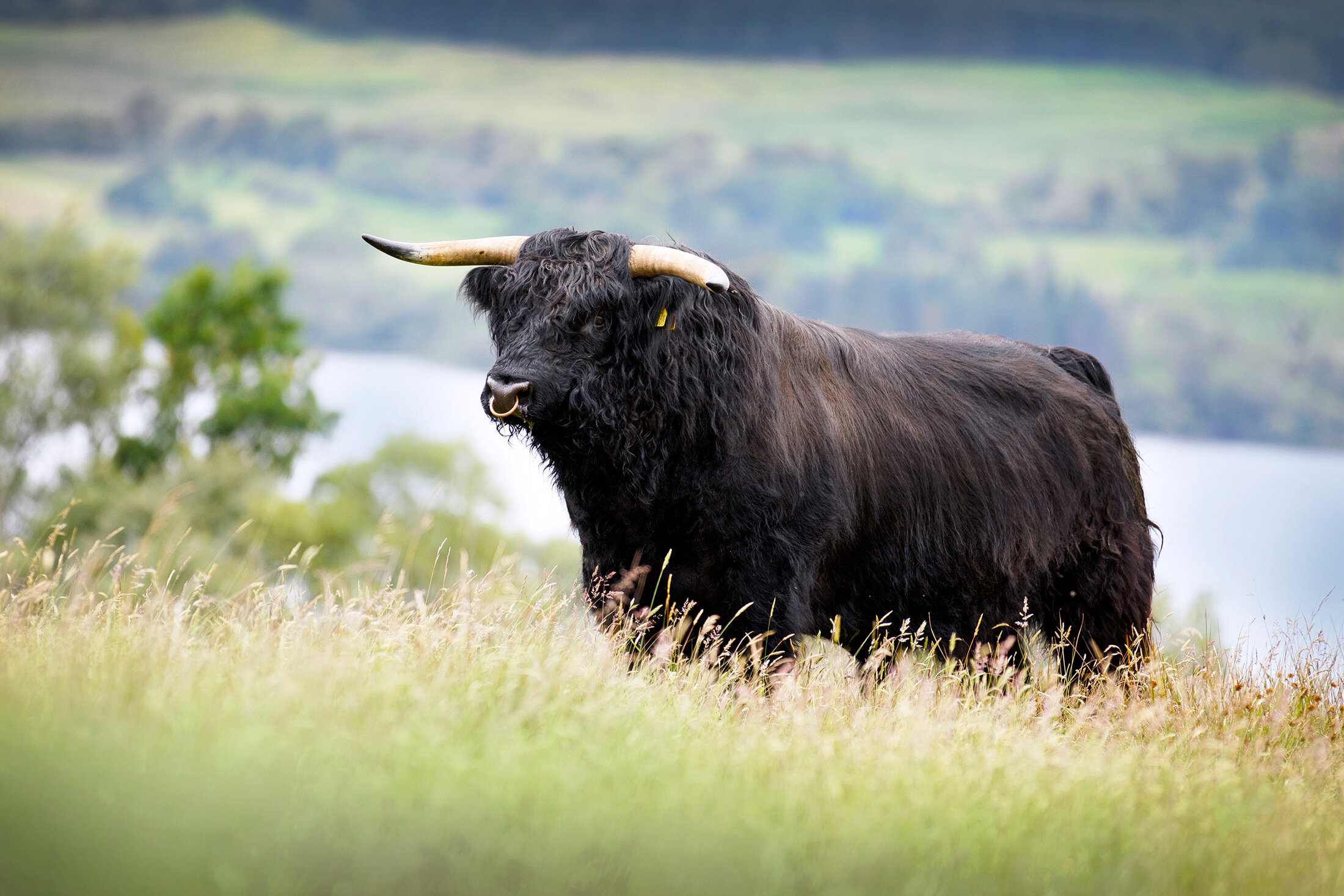 Breed Standards — Highland Cattle Society