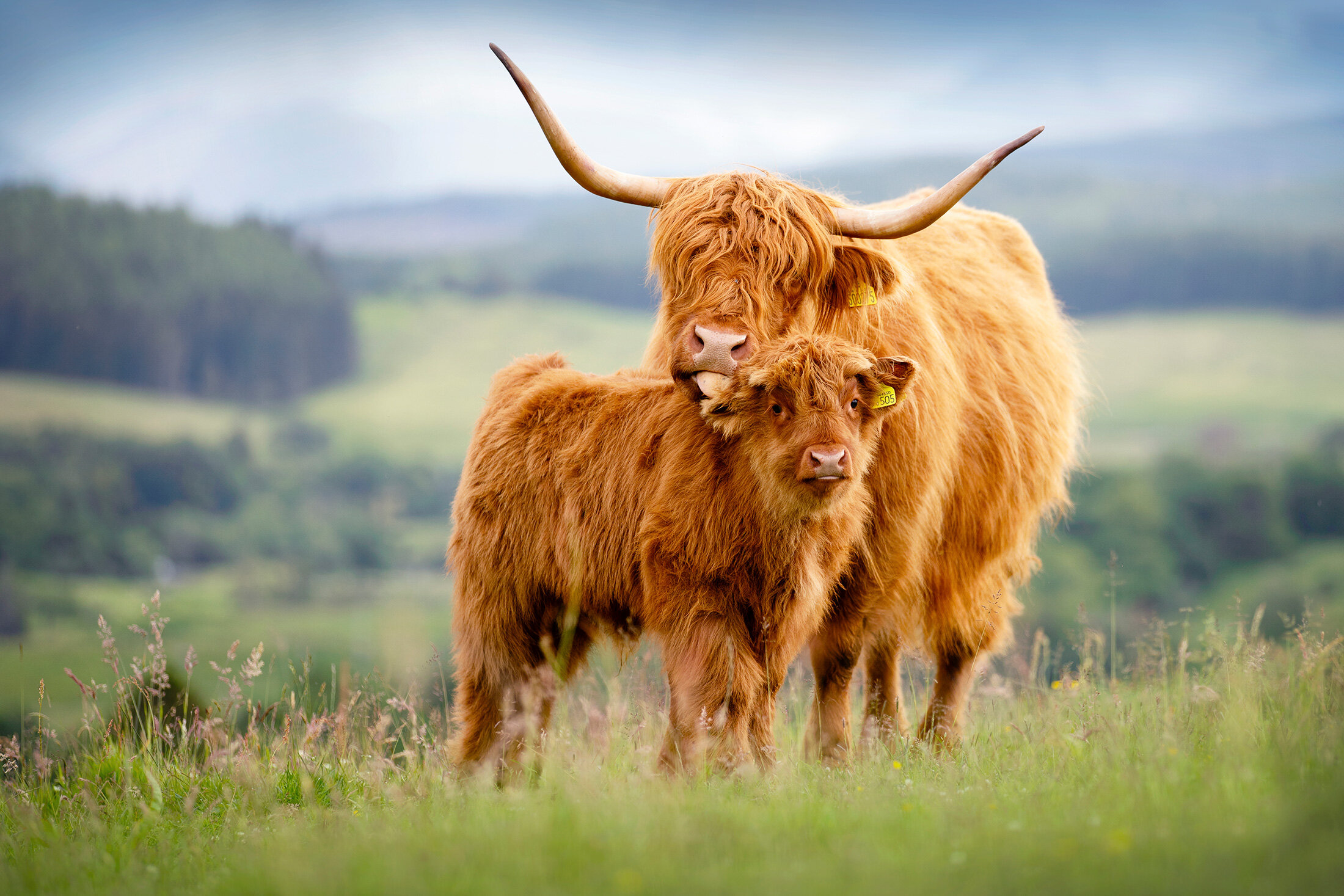 Cute Highland Calf cow wall cattle horns HD wallpaper  Peakpx