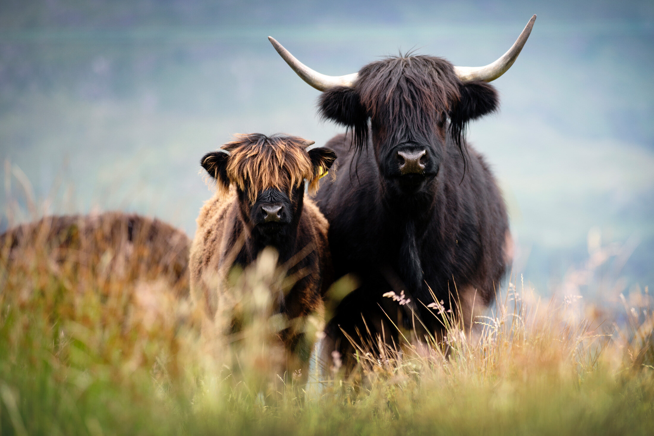 Where to see Highland cows in Scotland