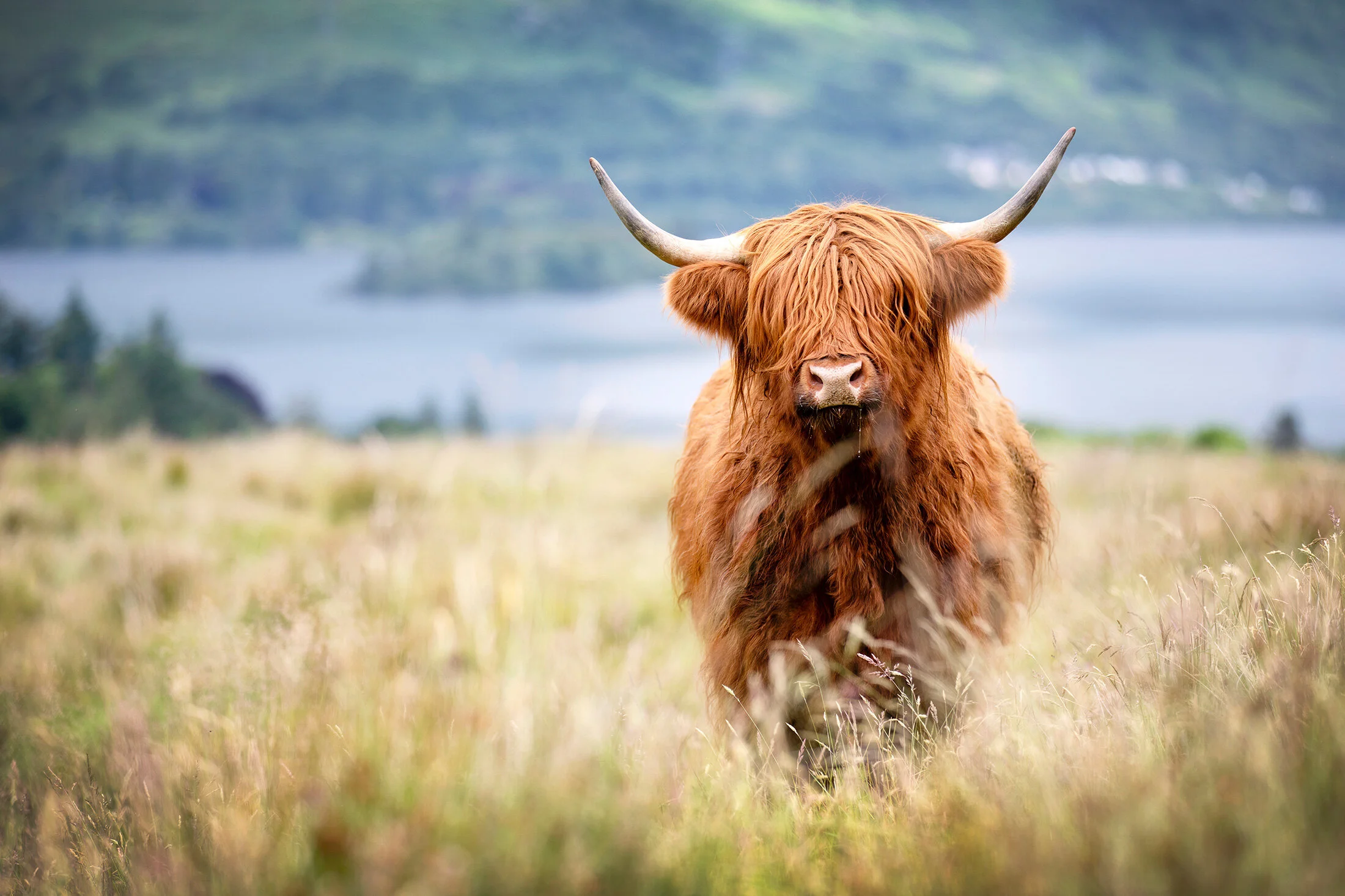 Breed Gallery Highland Cattle Society