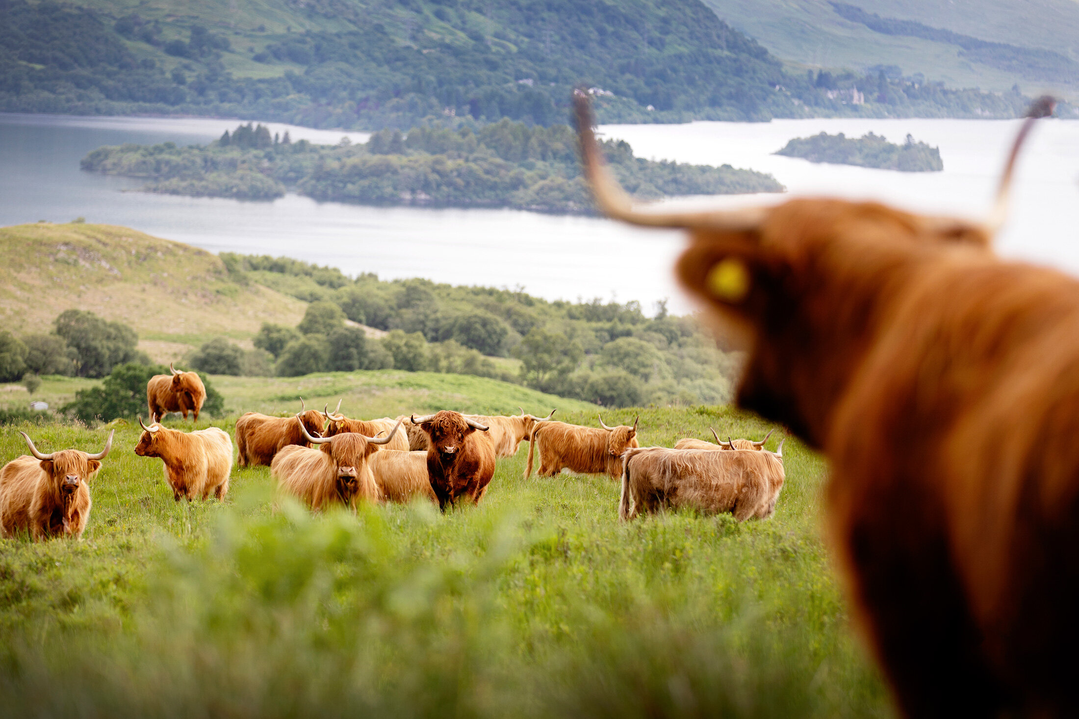 Highland Cattle, Scotland