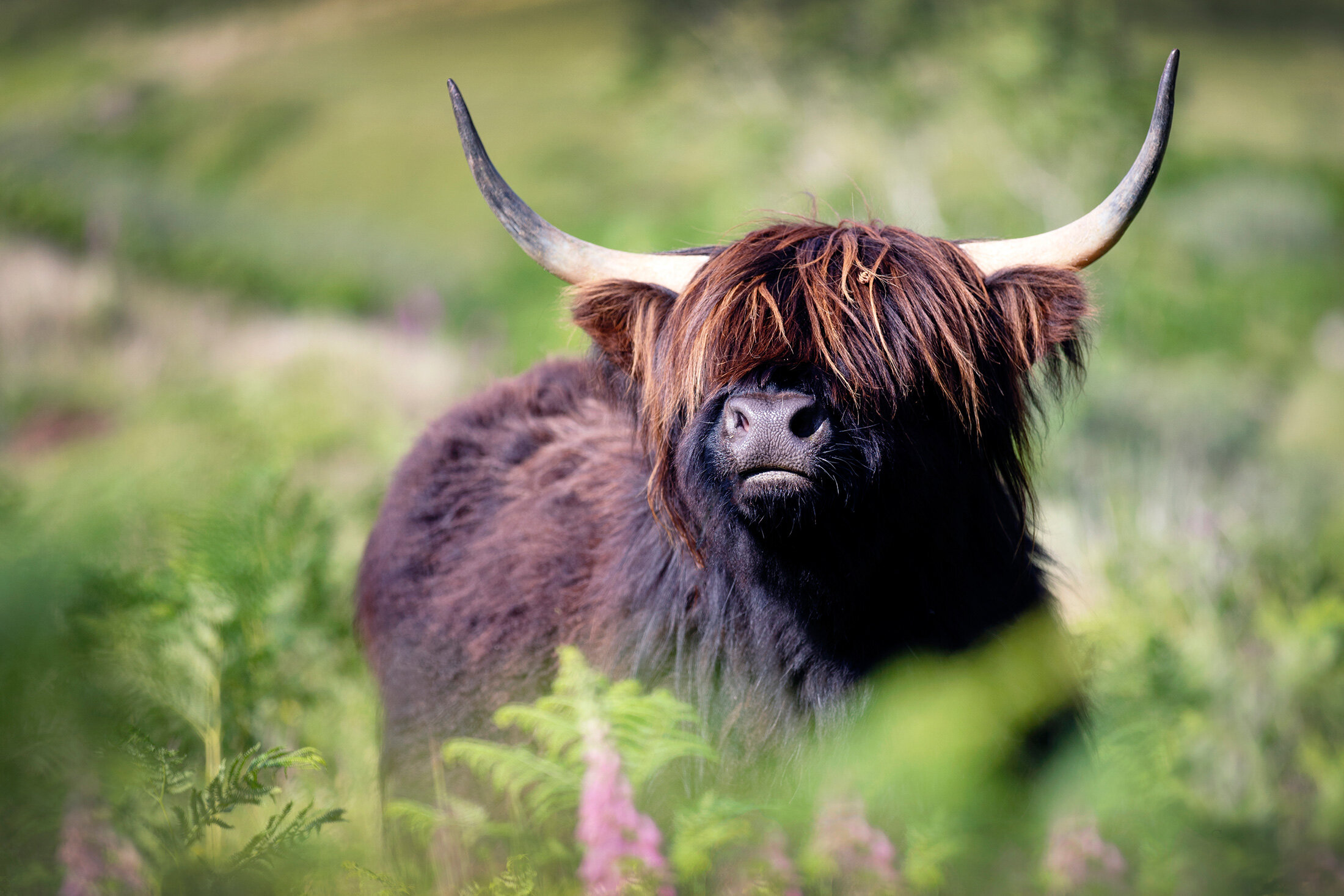 Highland Cattle Society