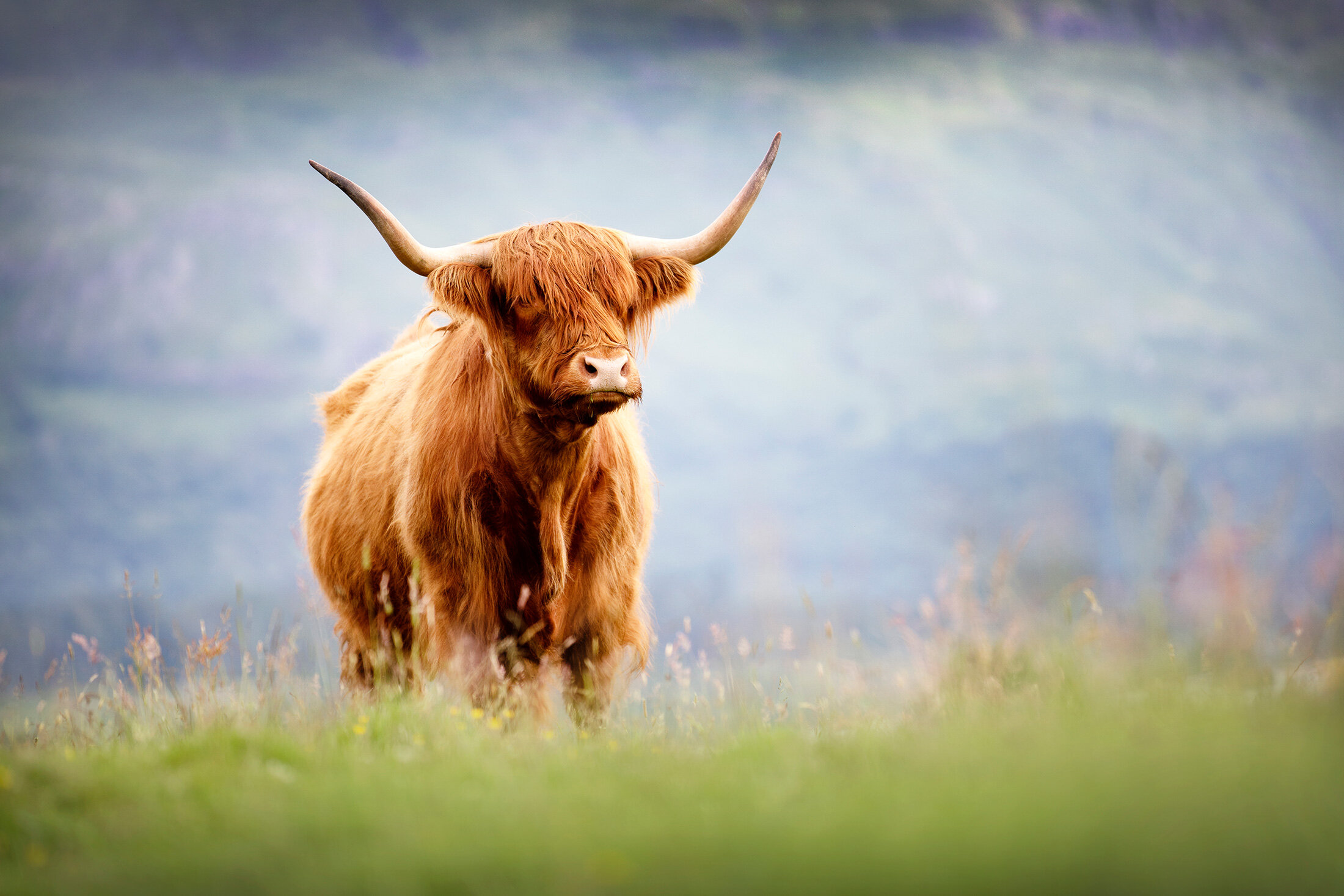 Breed Standards — Highland Cattle Society