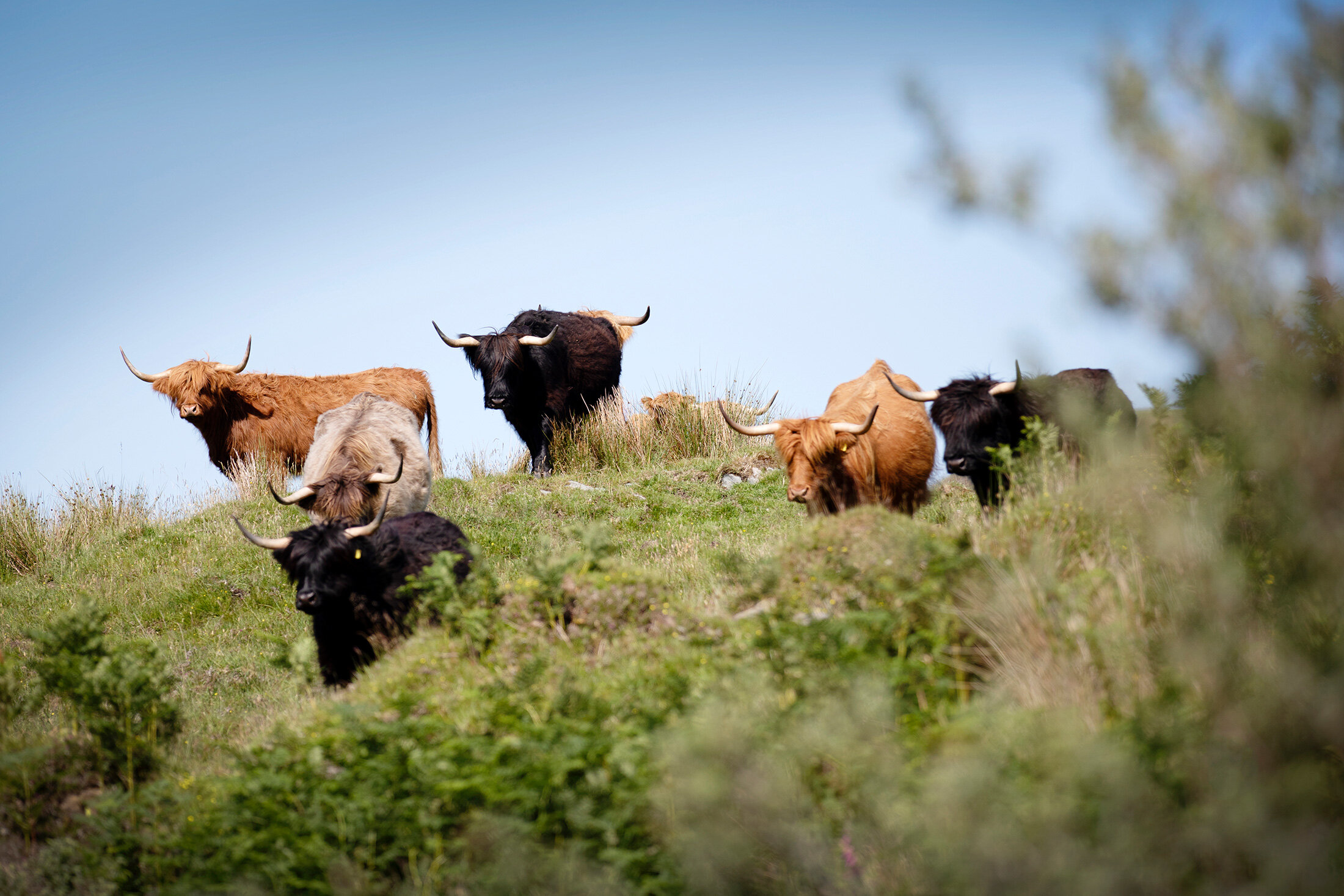 Breed Standards — Highland Cattle Society