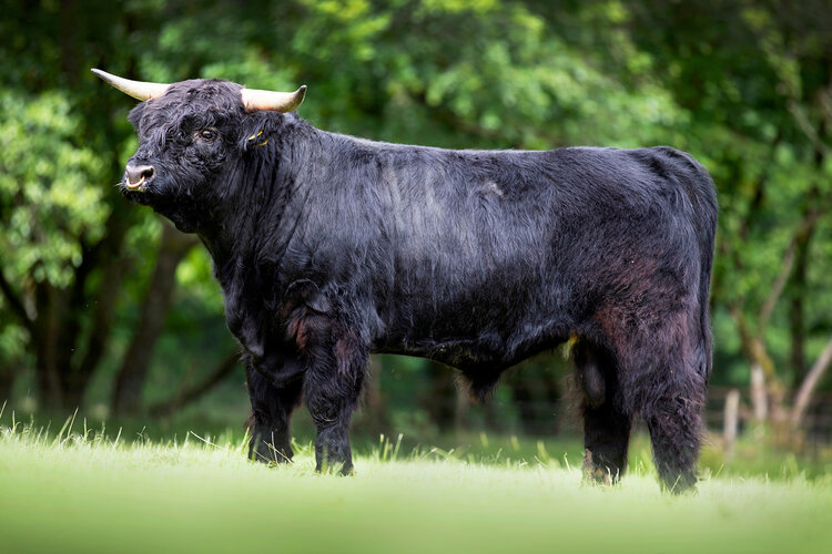 Side view of a Highland bull