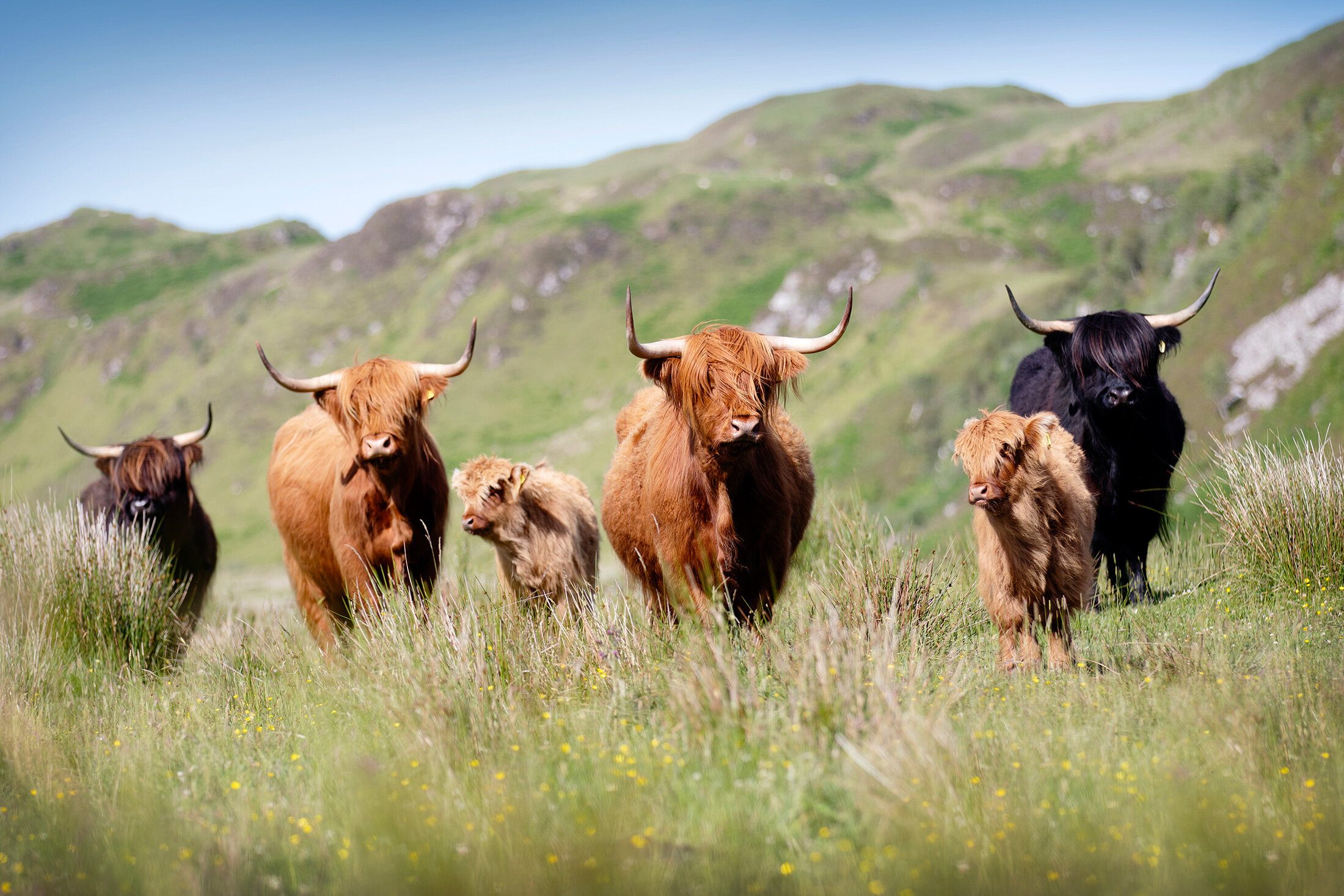 Highland Cattle Society