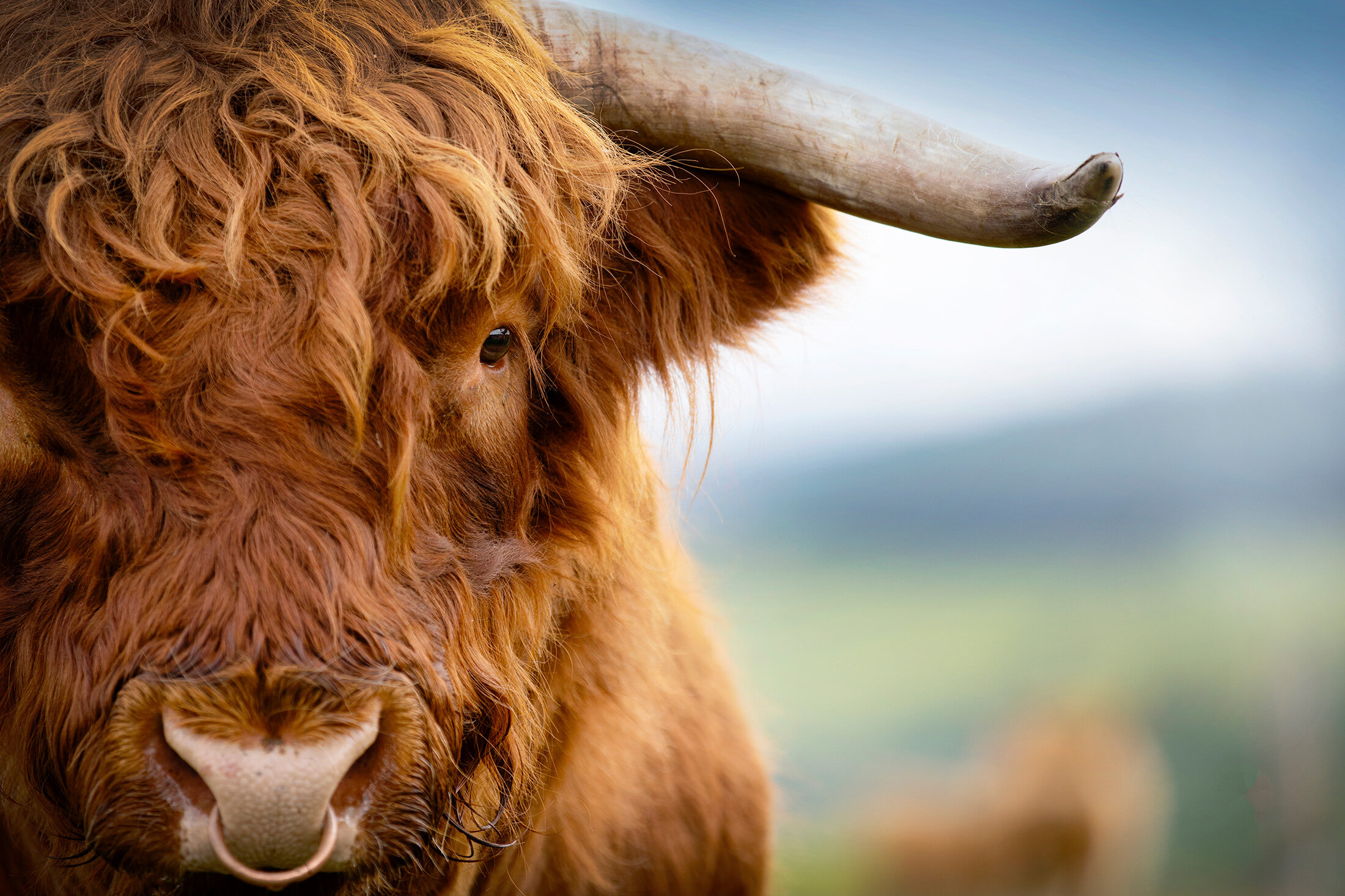 Breed Standards — Highland Cattle Society