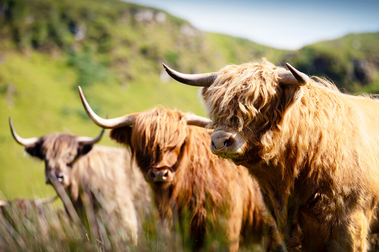 Three fluffy Highland cows