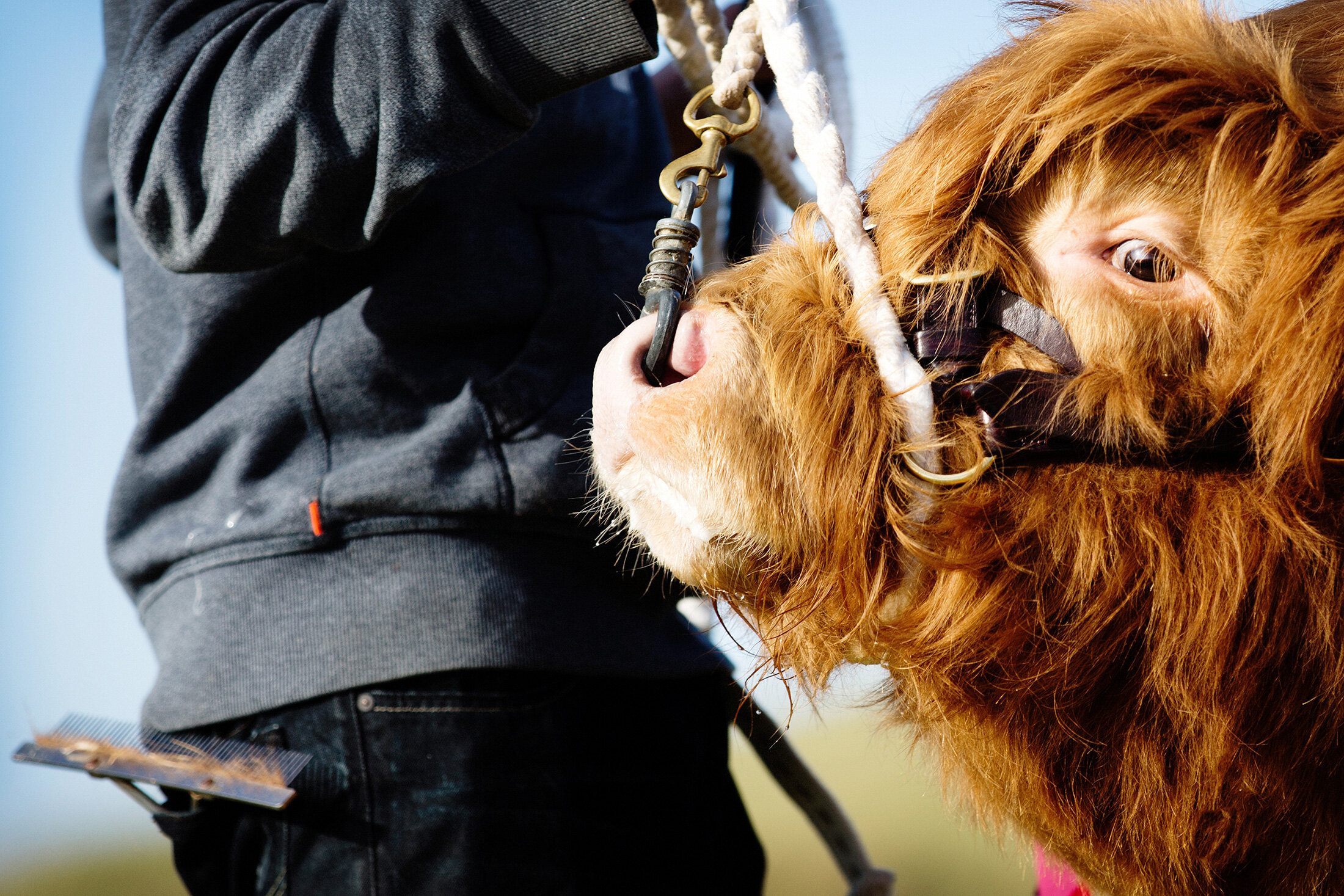 Highland Cows - Scotland's true national animal.