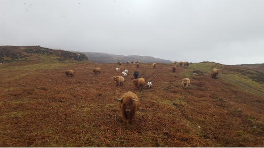 extensive-farming-in-mull-herd.png