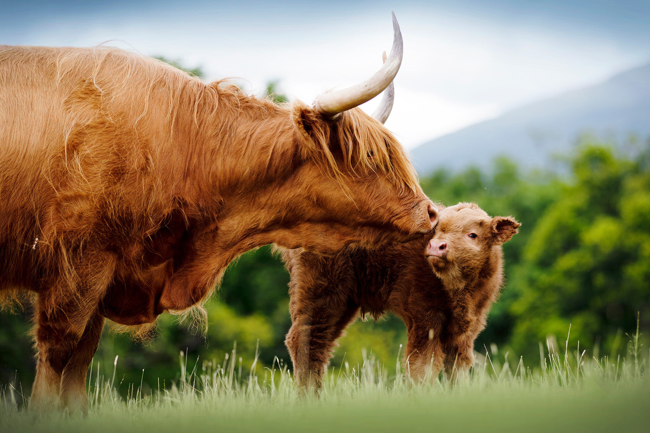 Heritage Highland Cattle Breed Has Value for Today's Producers