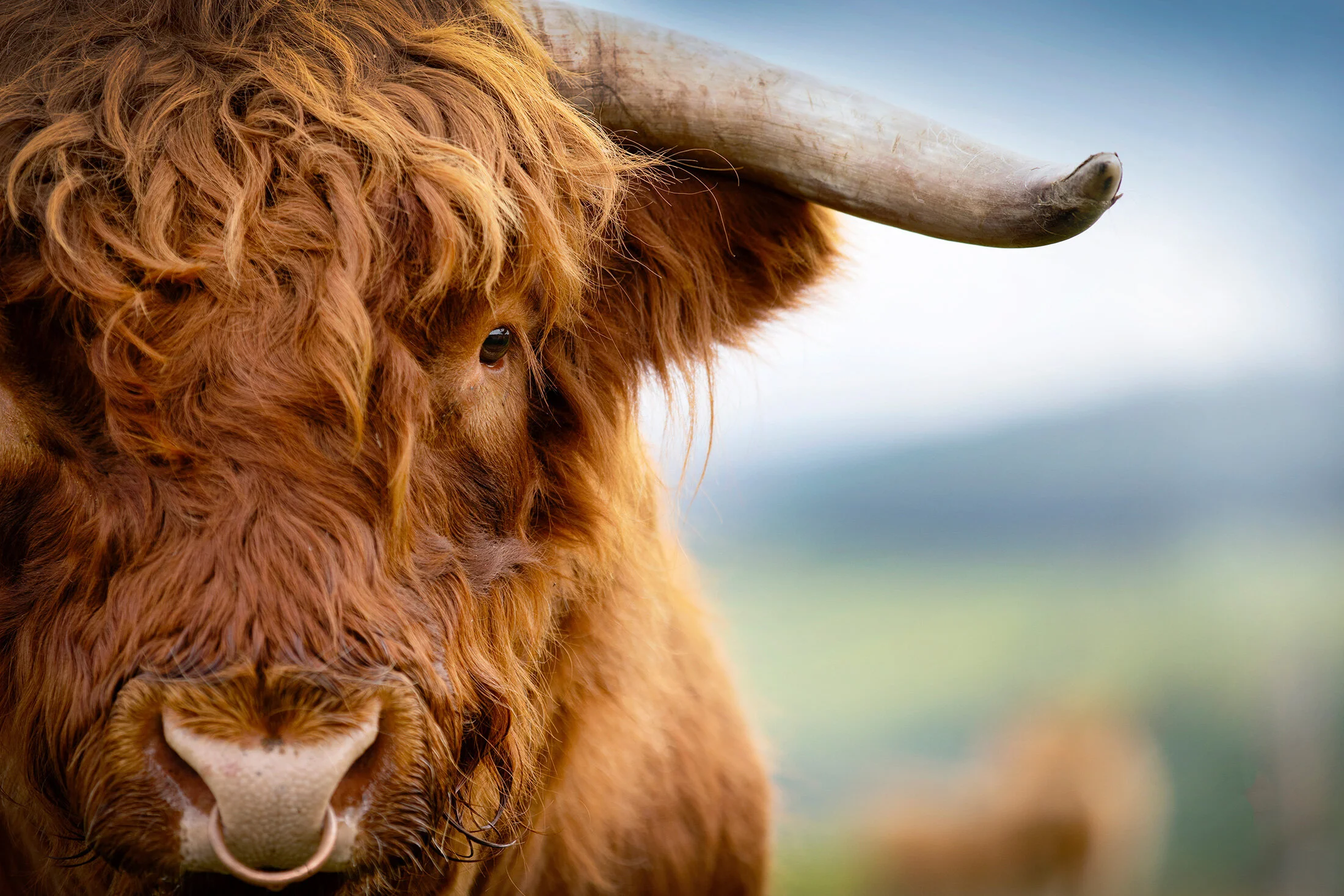 scottish highland cattle for sale near me