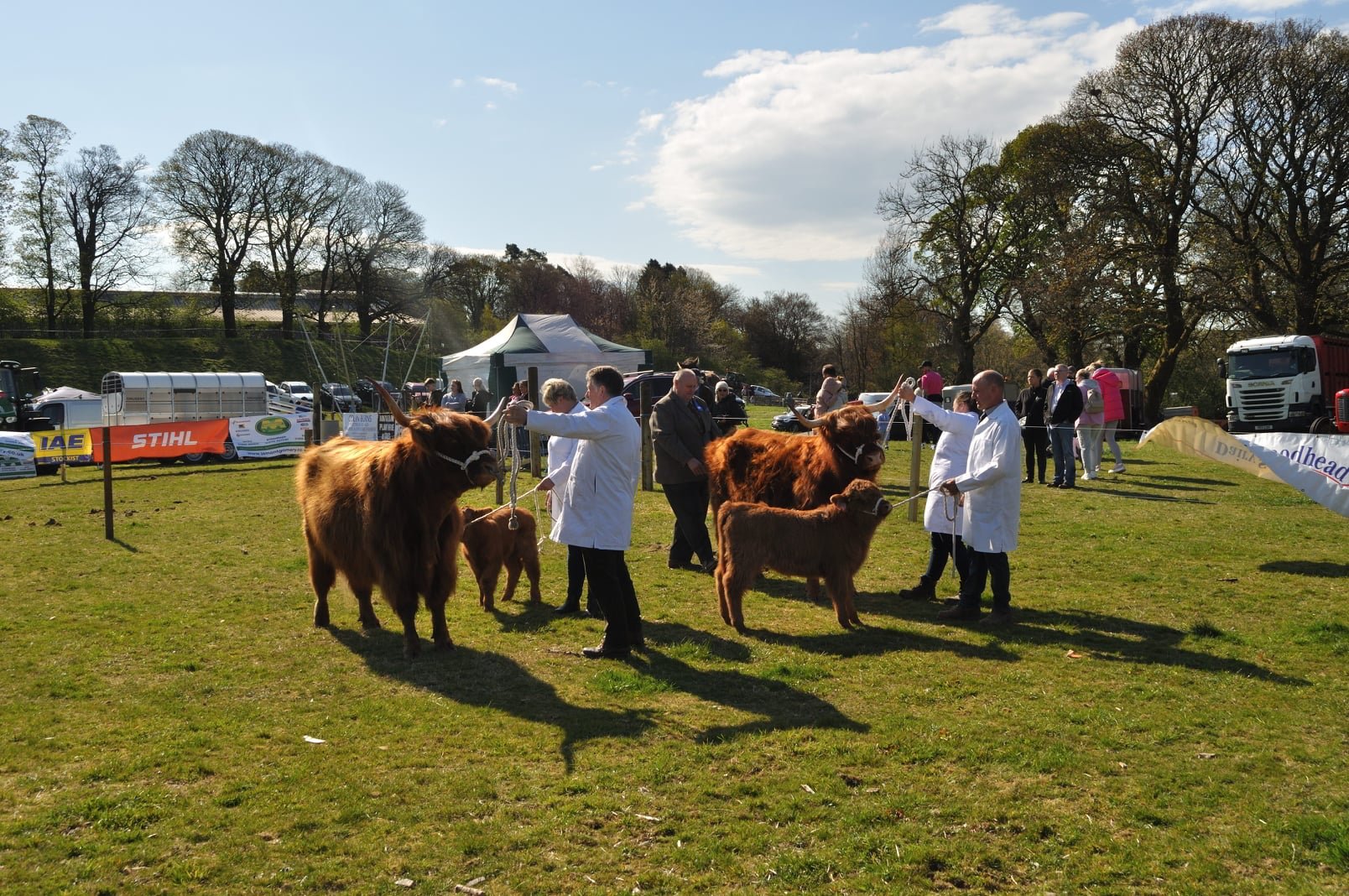 Beith Show, cow in calf class