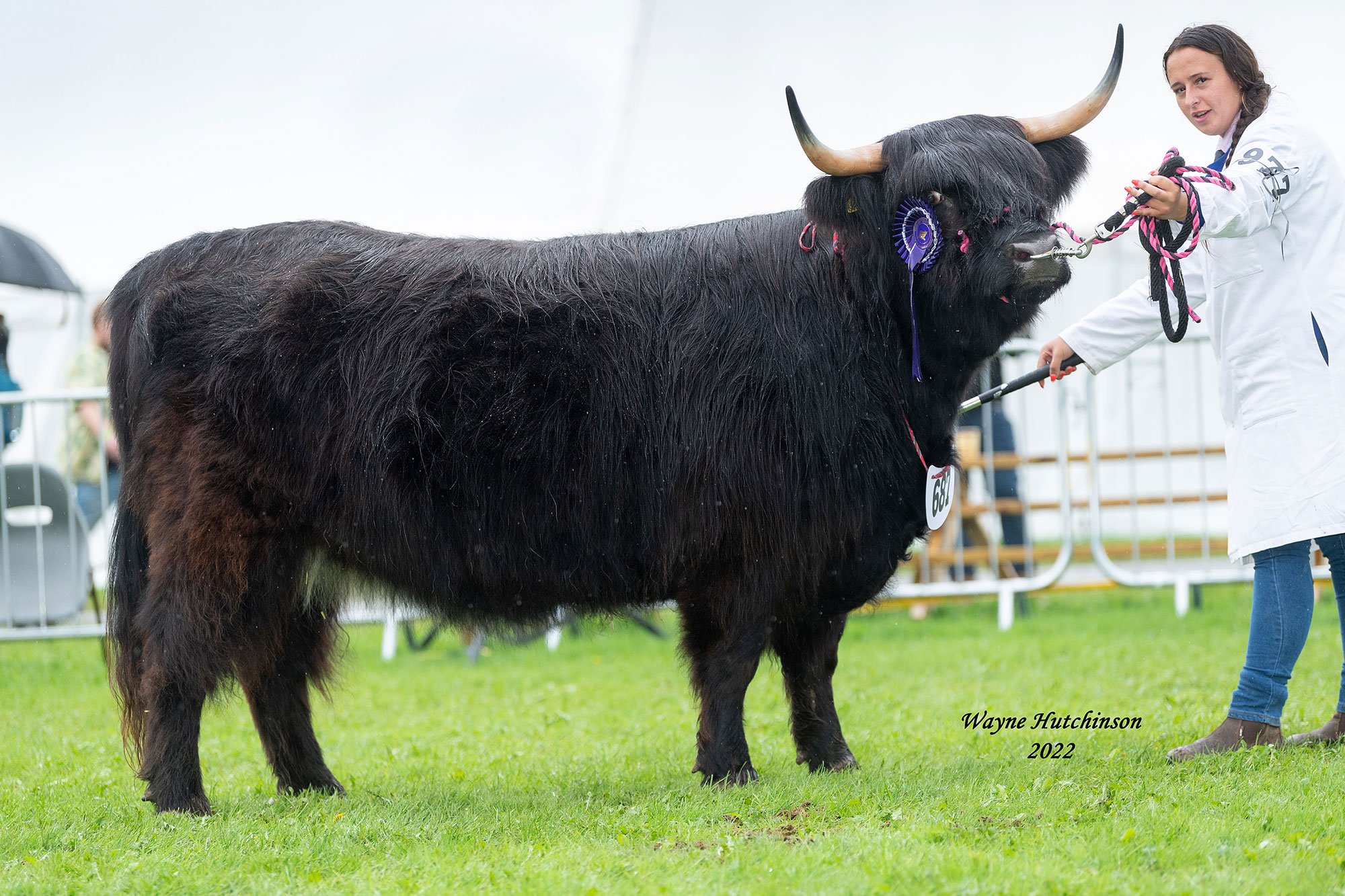 Westmoreland County Show, overall champion, Sineag Dubh of Seam