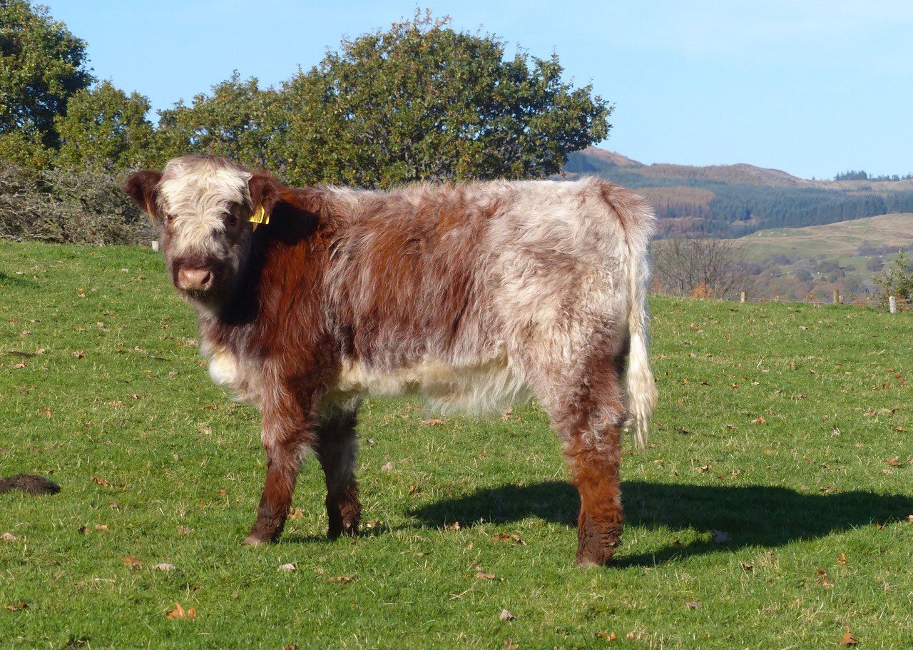 Highland X Cattle