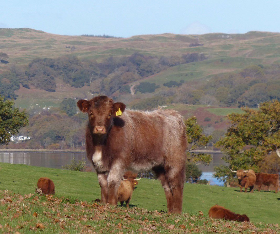 Highland X Cattle