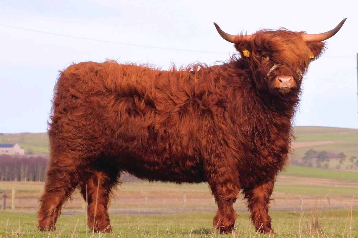 Lot 56 - Magaidh of Black Glen