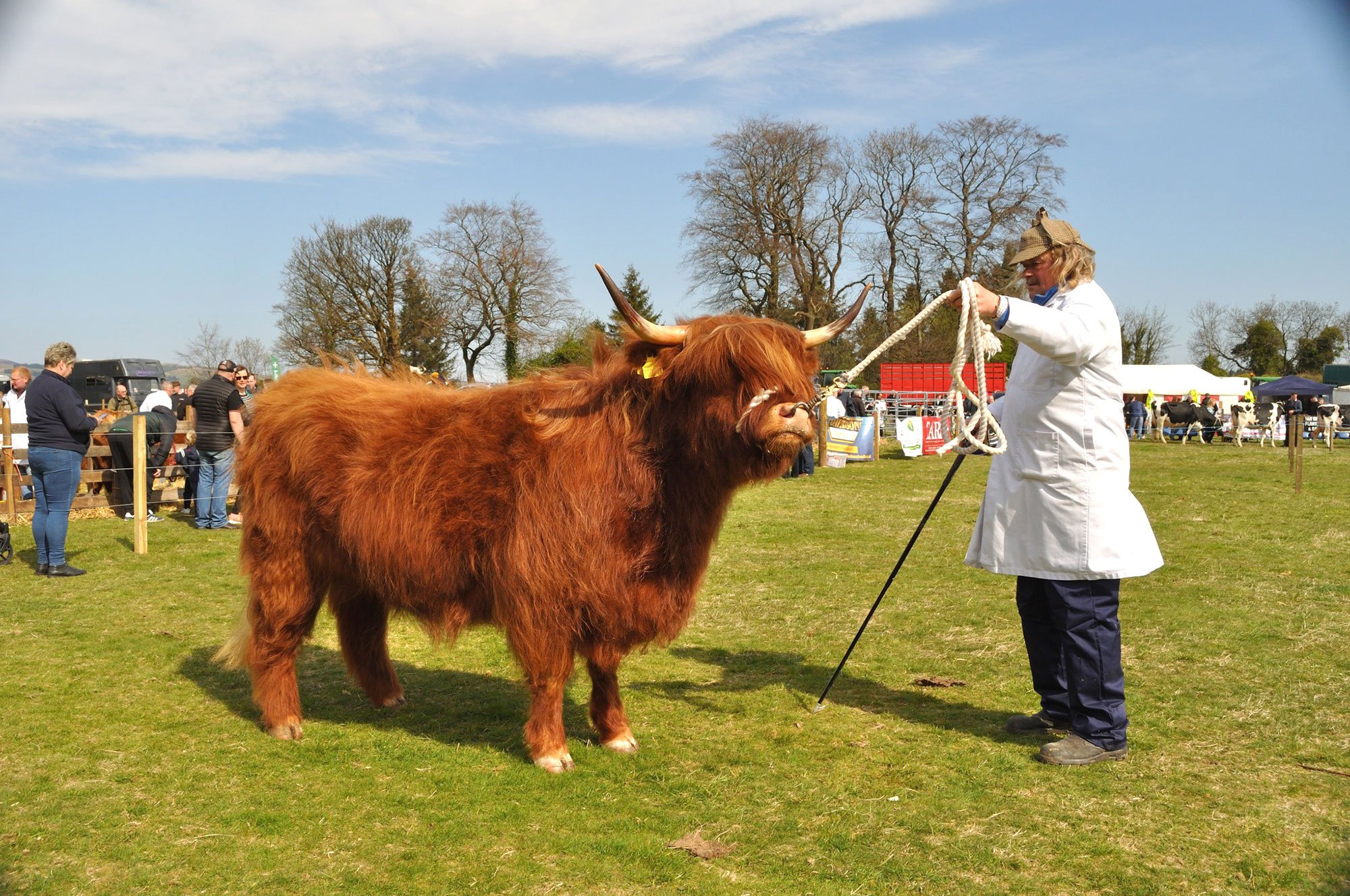 Beith Show, overall champion, Cuailean of Isle of Bute