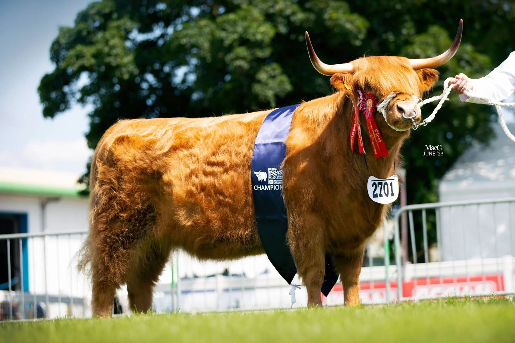 Royal Highland Show 2023 Highland Cattle Society royal-highland-show-2023-highland-cattle-society