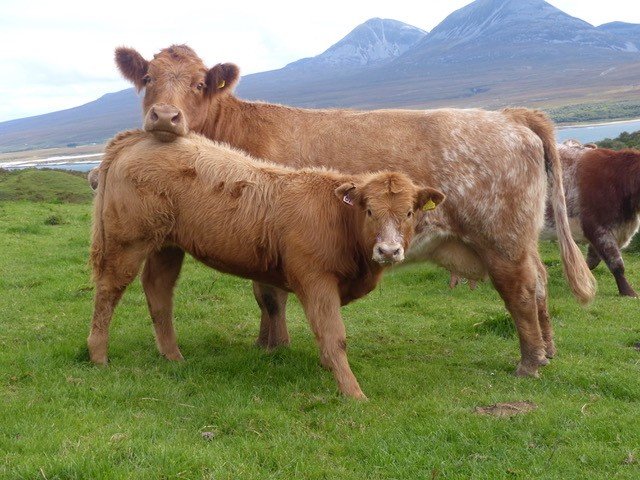 Highland cross heifers