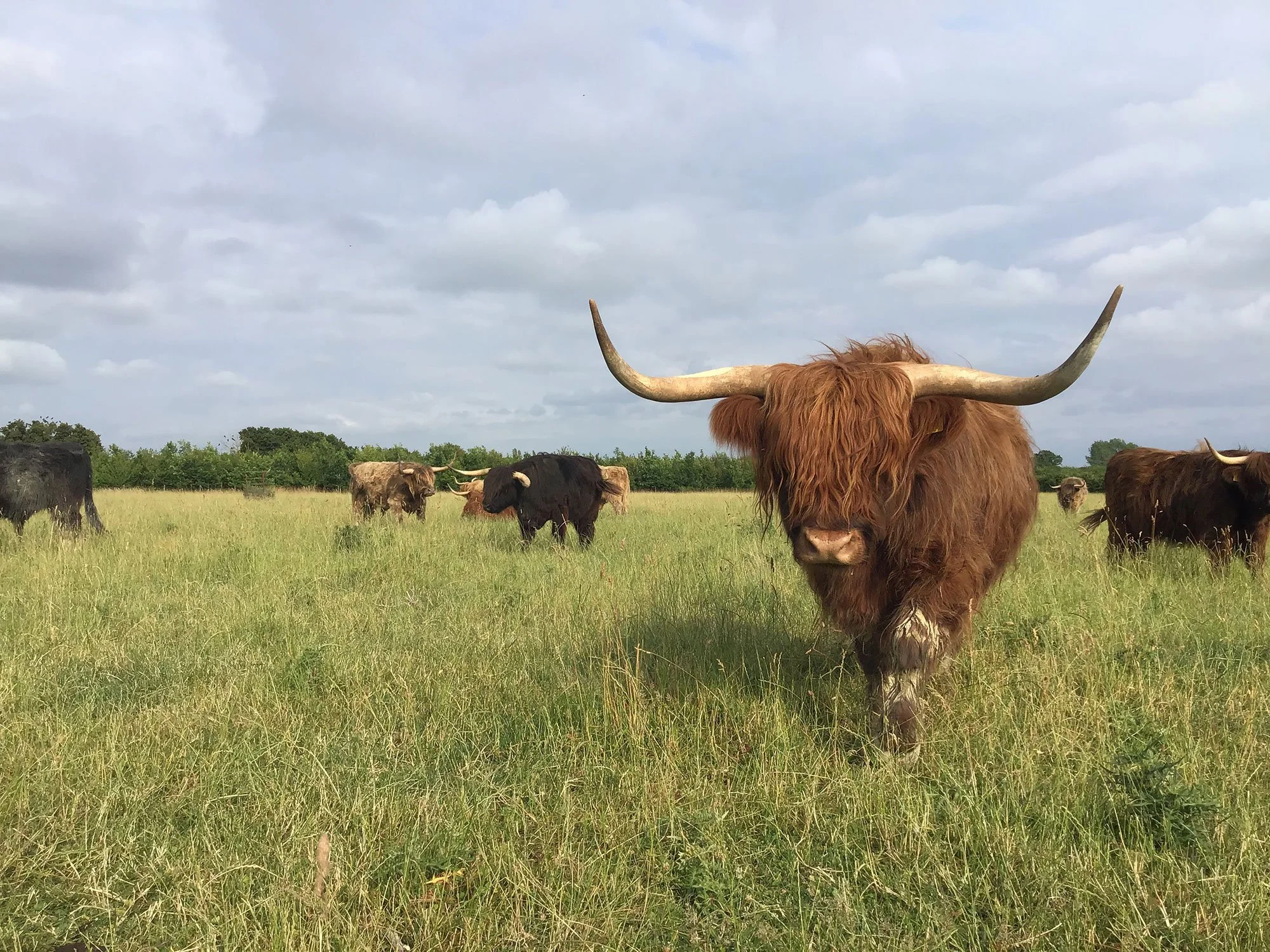 Cattle for sale near me