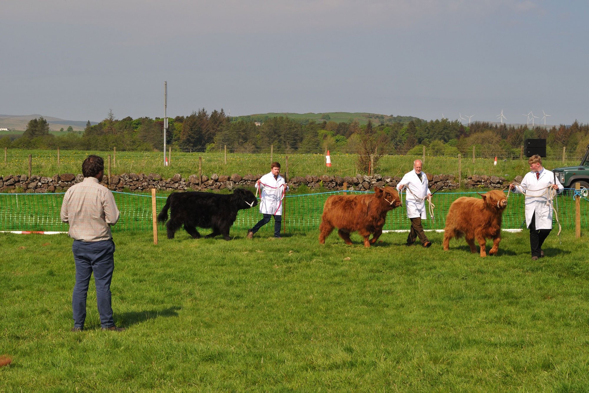 Kilmacolm and Port Glasgow Show, yearling heifers