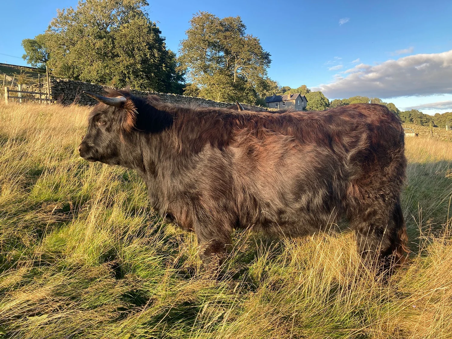 Cattle for Sale Near Me