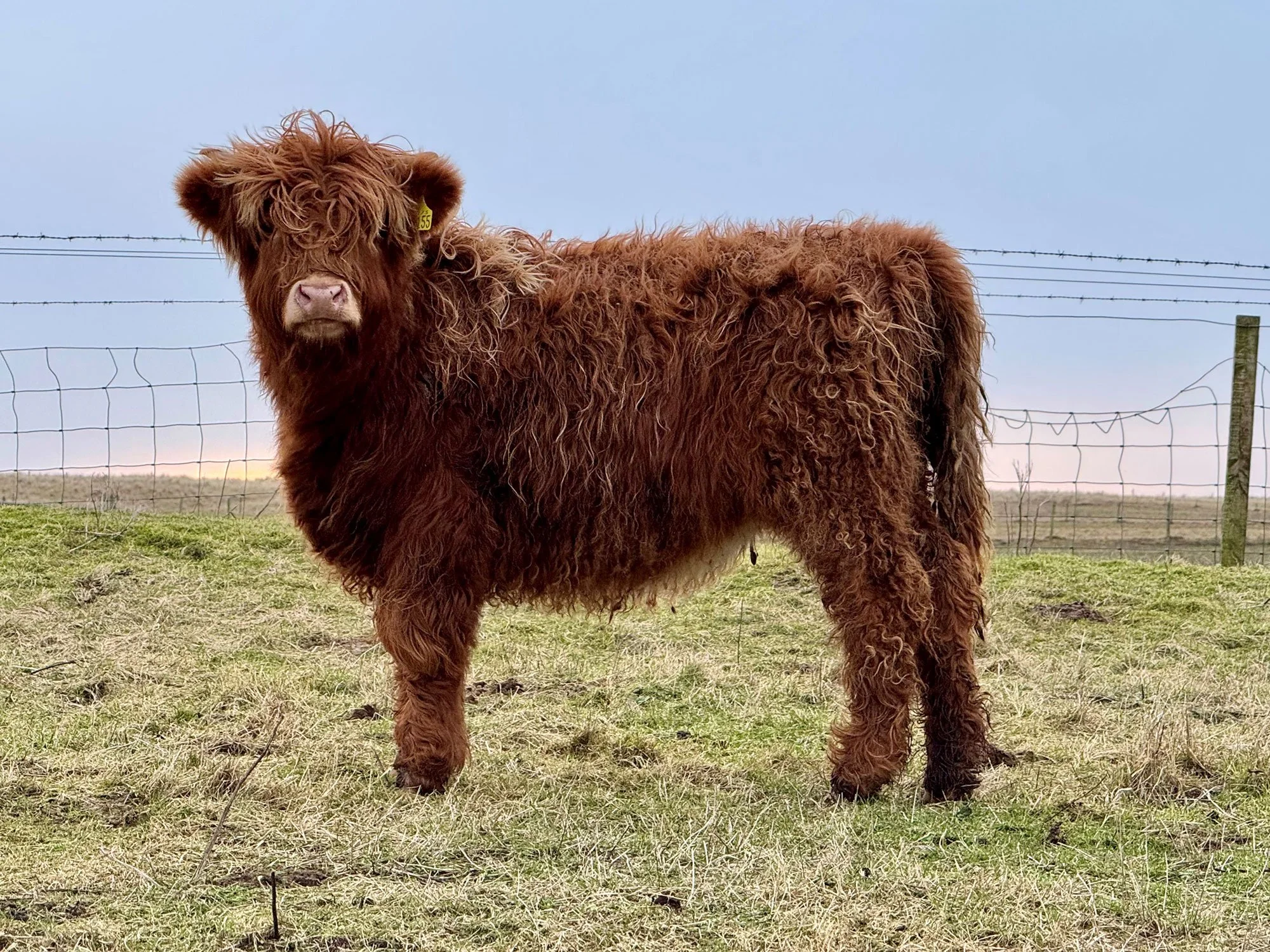 Lot 76 - Muran Mhionag of Ardbhan