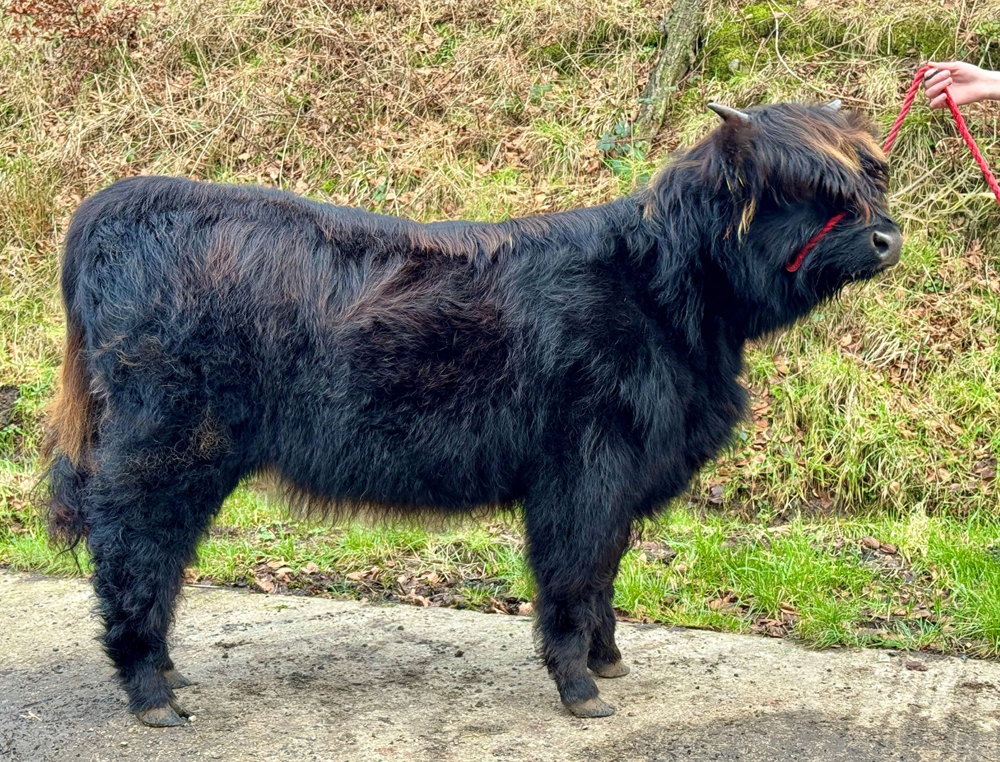 Lot 80 - Clodagh Eve Dubh of Maol