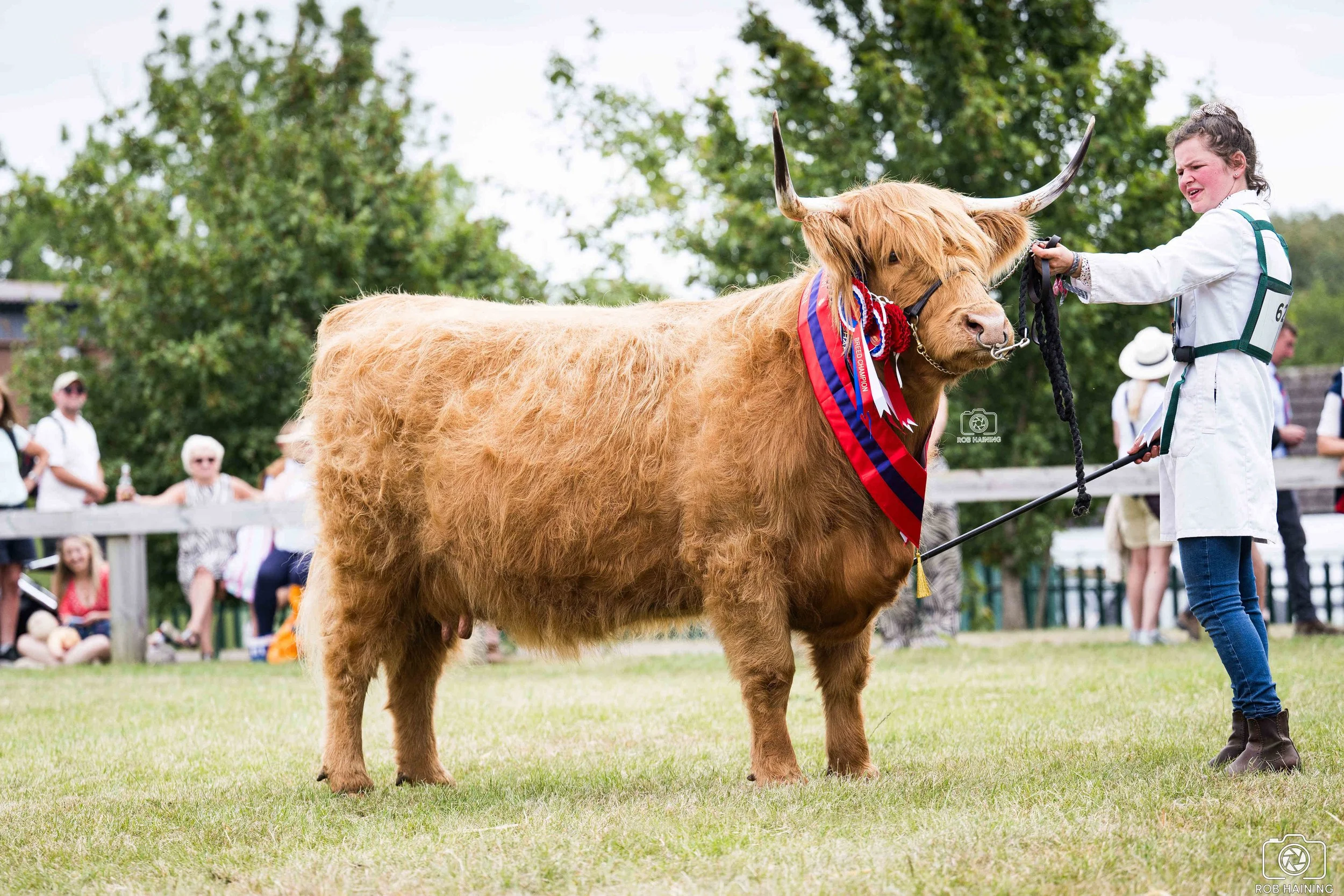 Supreme Champion, Kirsty 8th of Gartocharn in the show ring