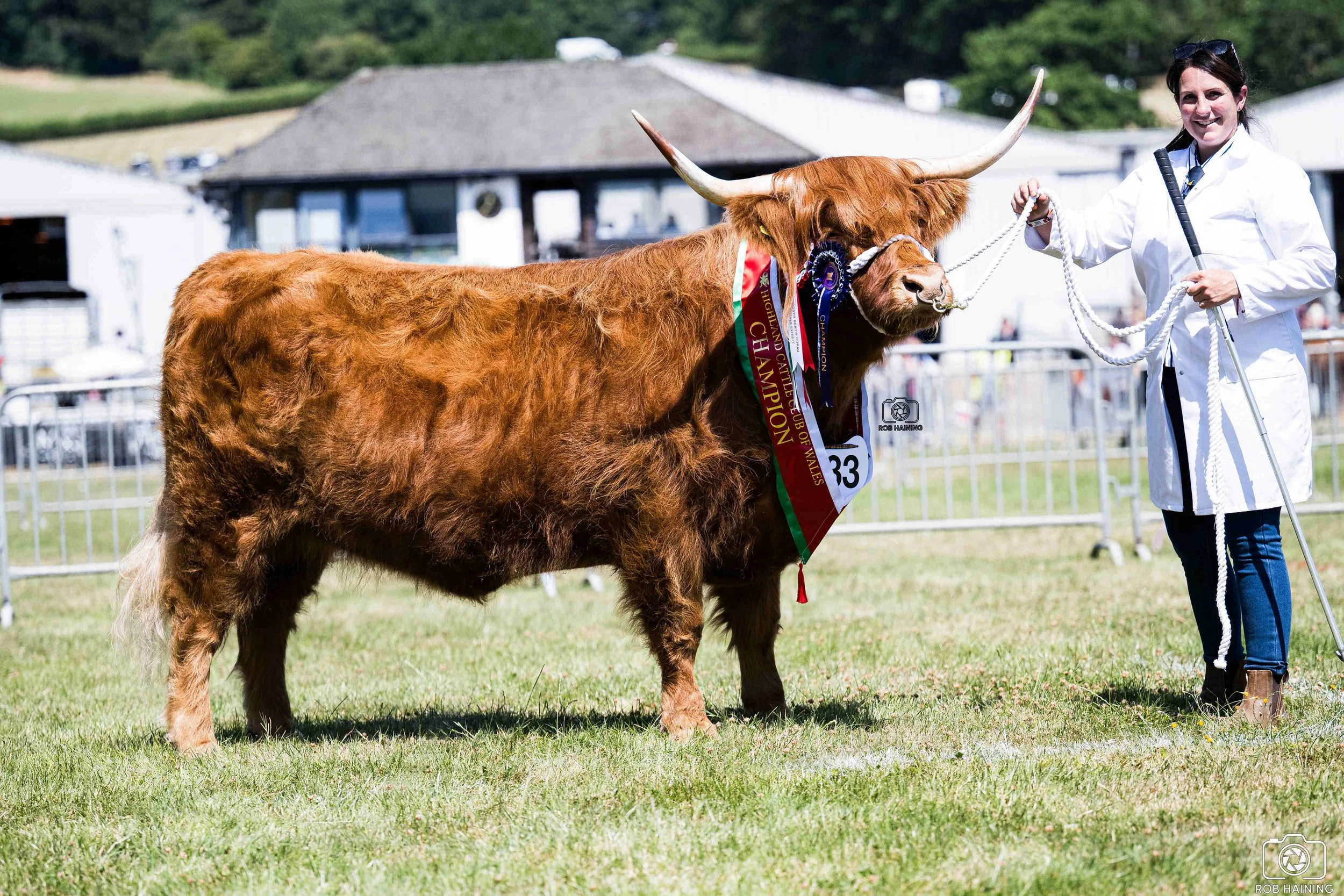 Overall champion, Macie of Thistle in the show ring