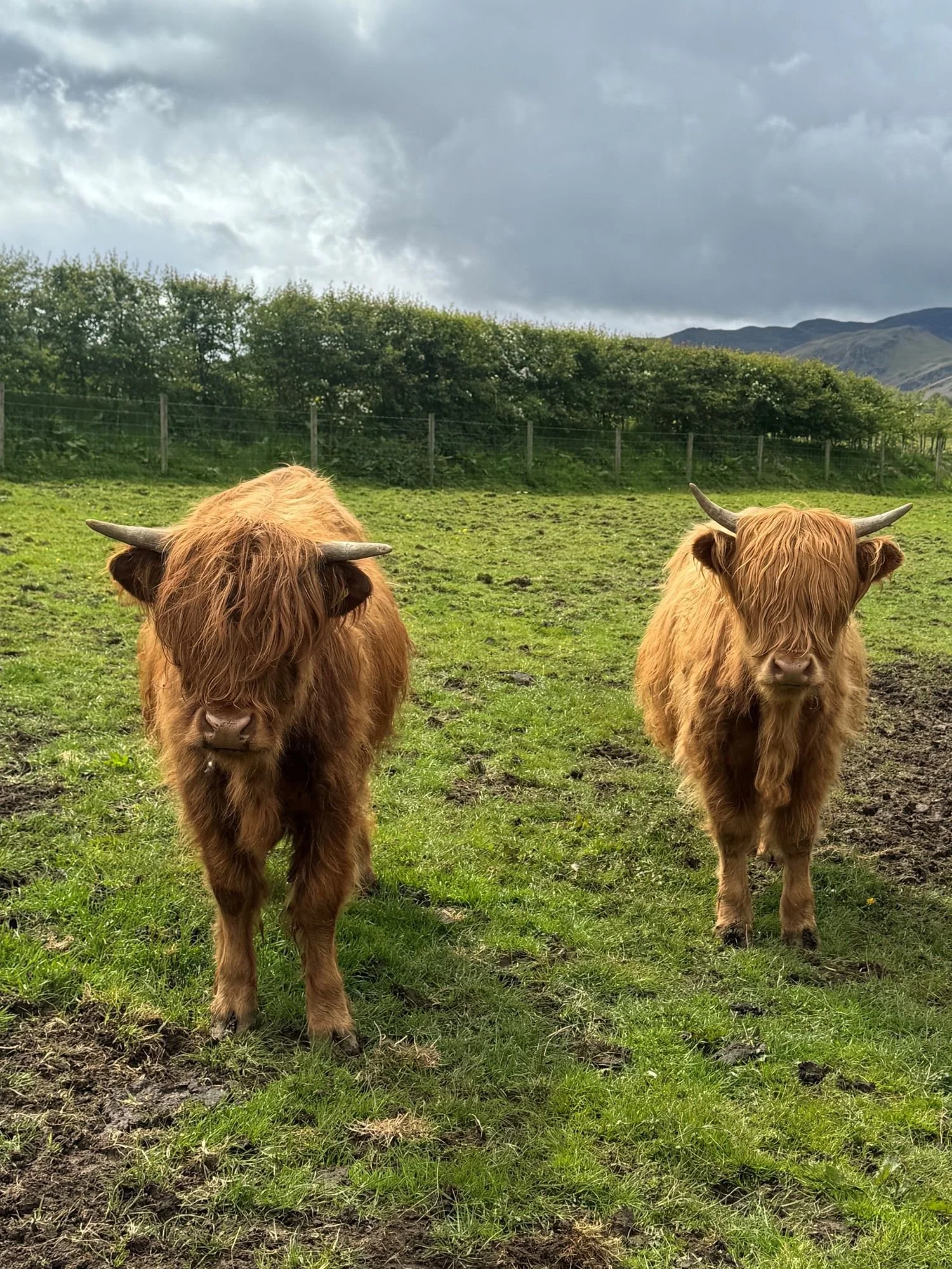 burns-fold-cattle-for-sale-2.jpg