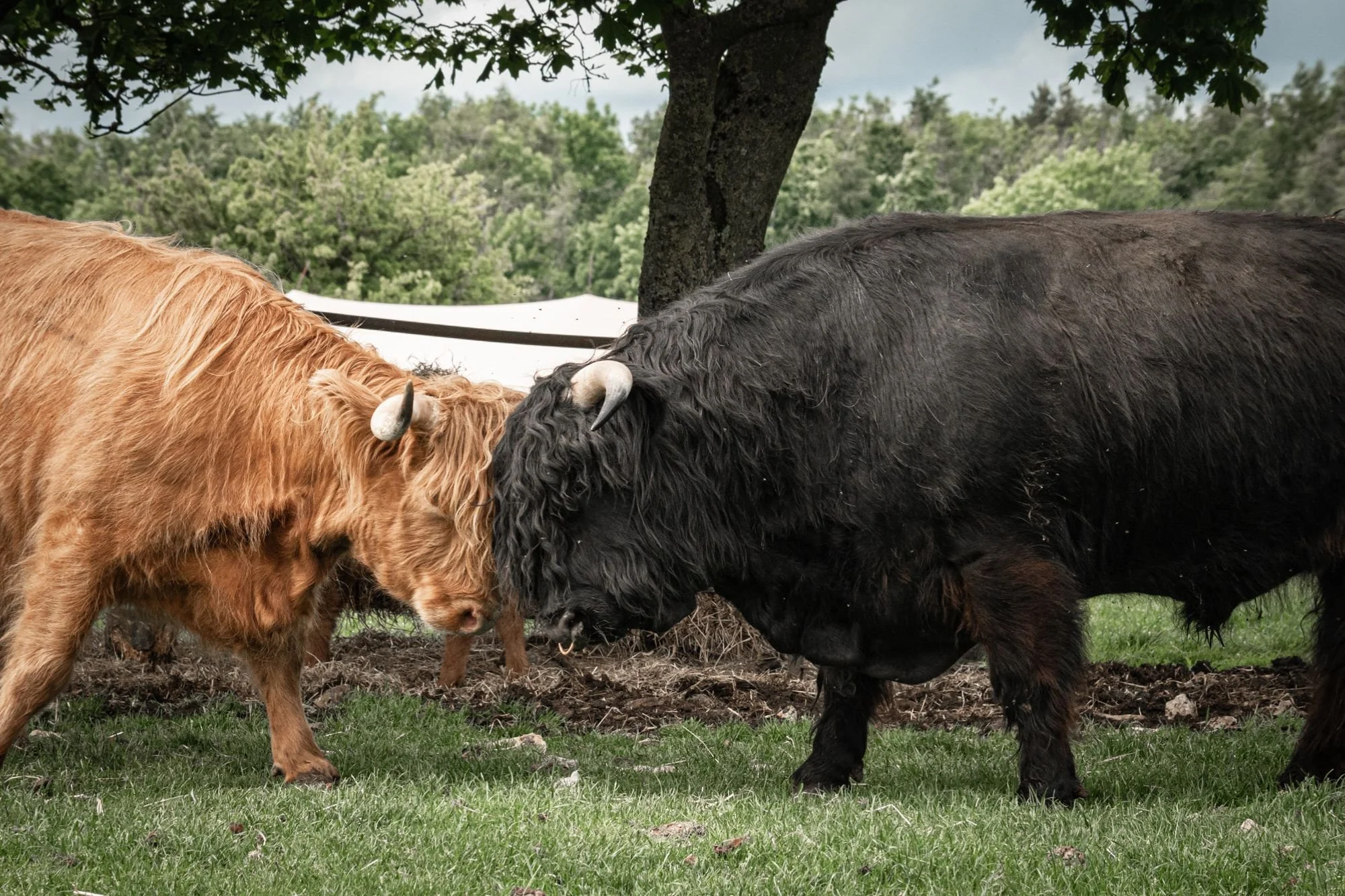 Black Prince of Grafton 1.jpg