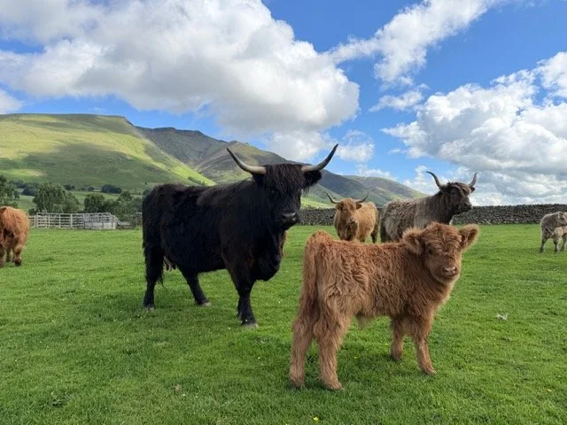 burns-fold-heifers-for-sale-2.jpeg